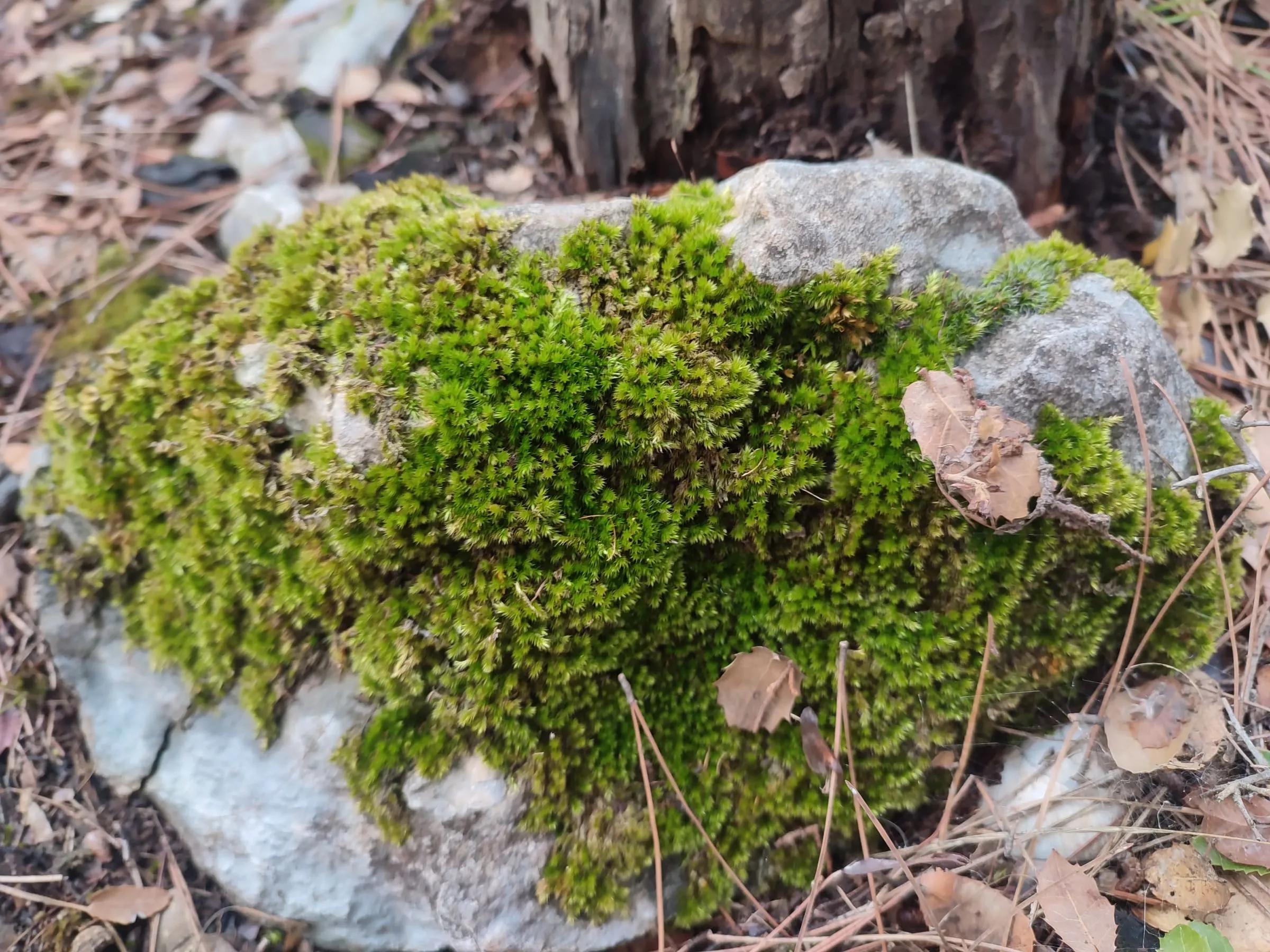 1741381917194_im8k5b