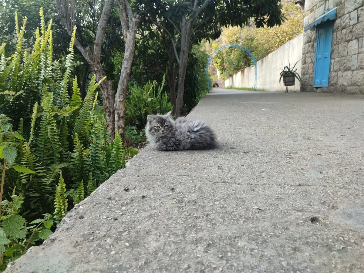 1741762739715_cstew4