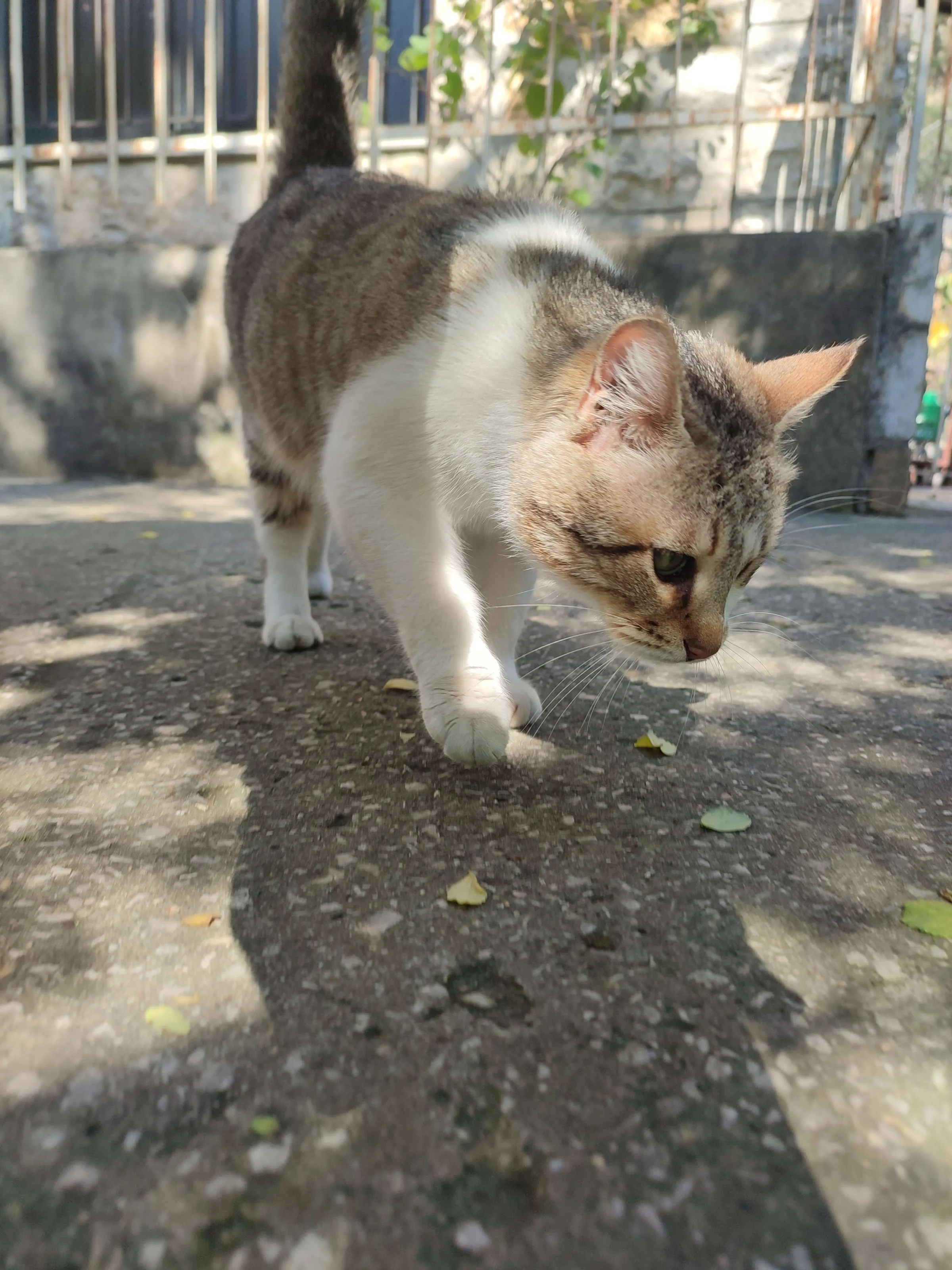 1741762739755_q98ndg