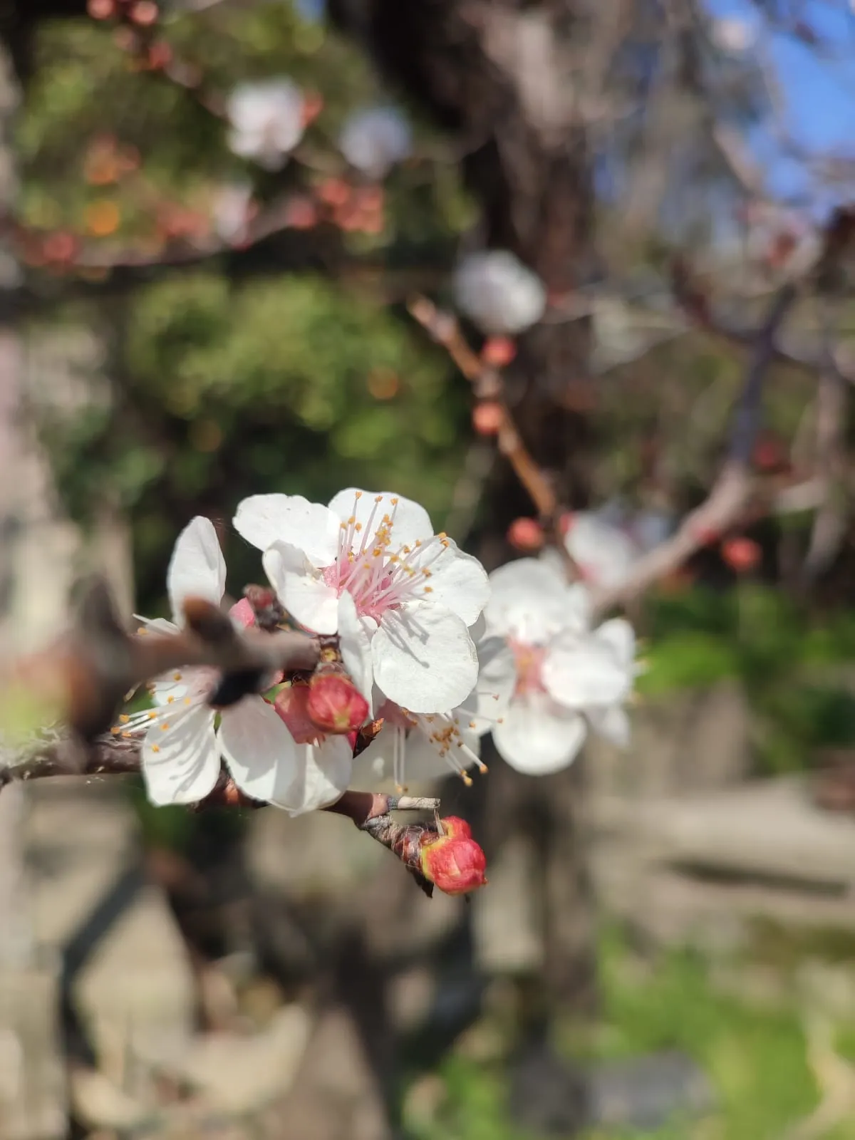 1741762739871_cgq7q5