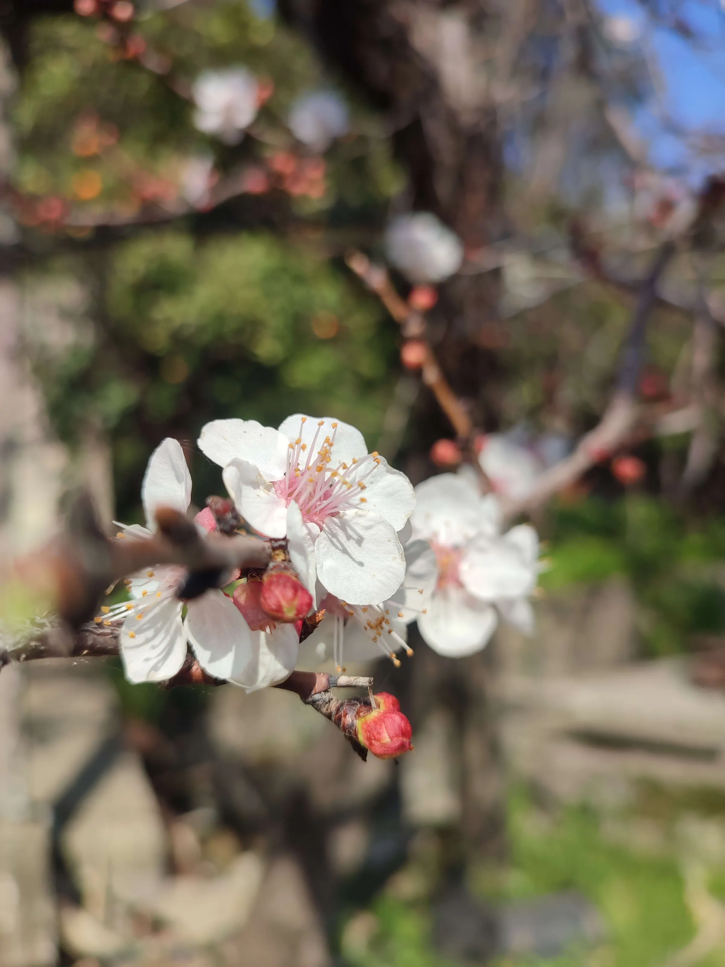 1741762739871_cgq7q5