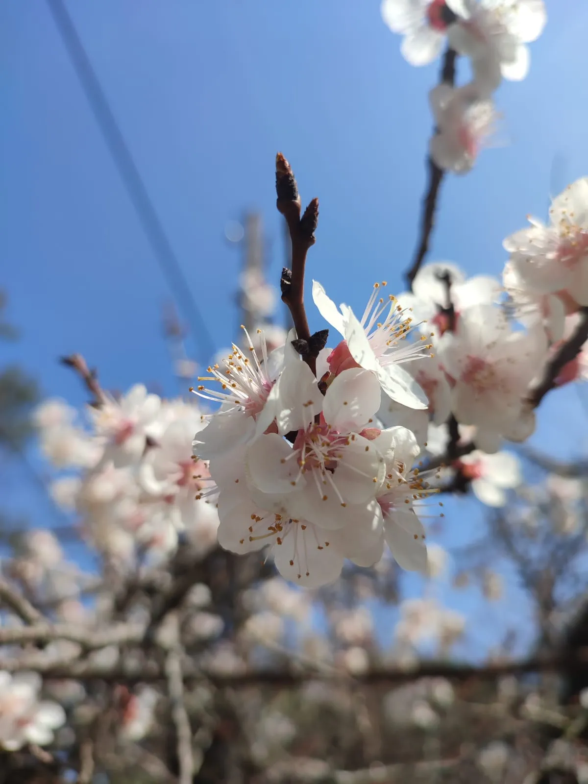 1741762739947_jmmept