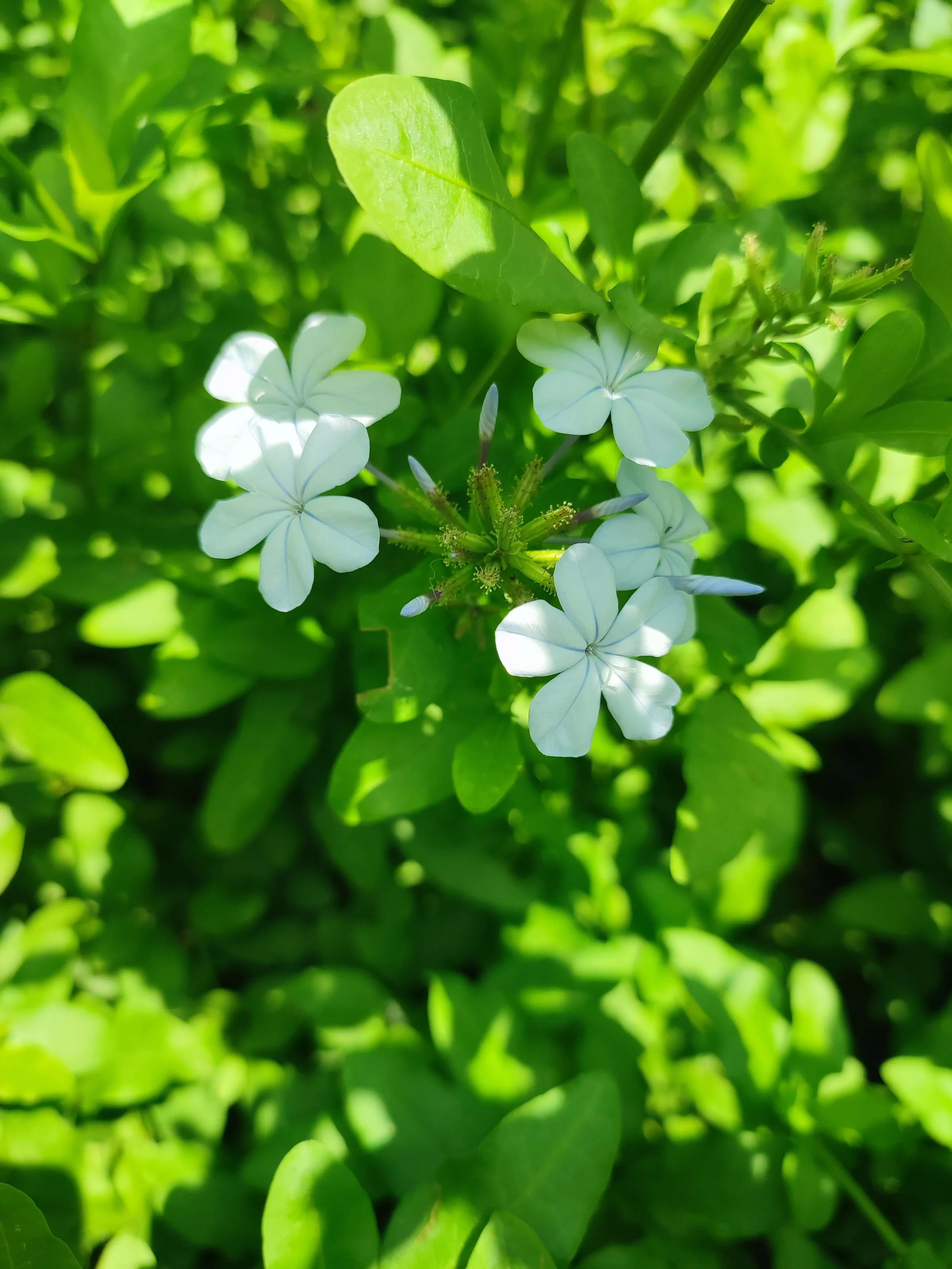 IMG_20230509_141510_mkgax8