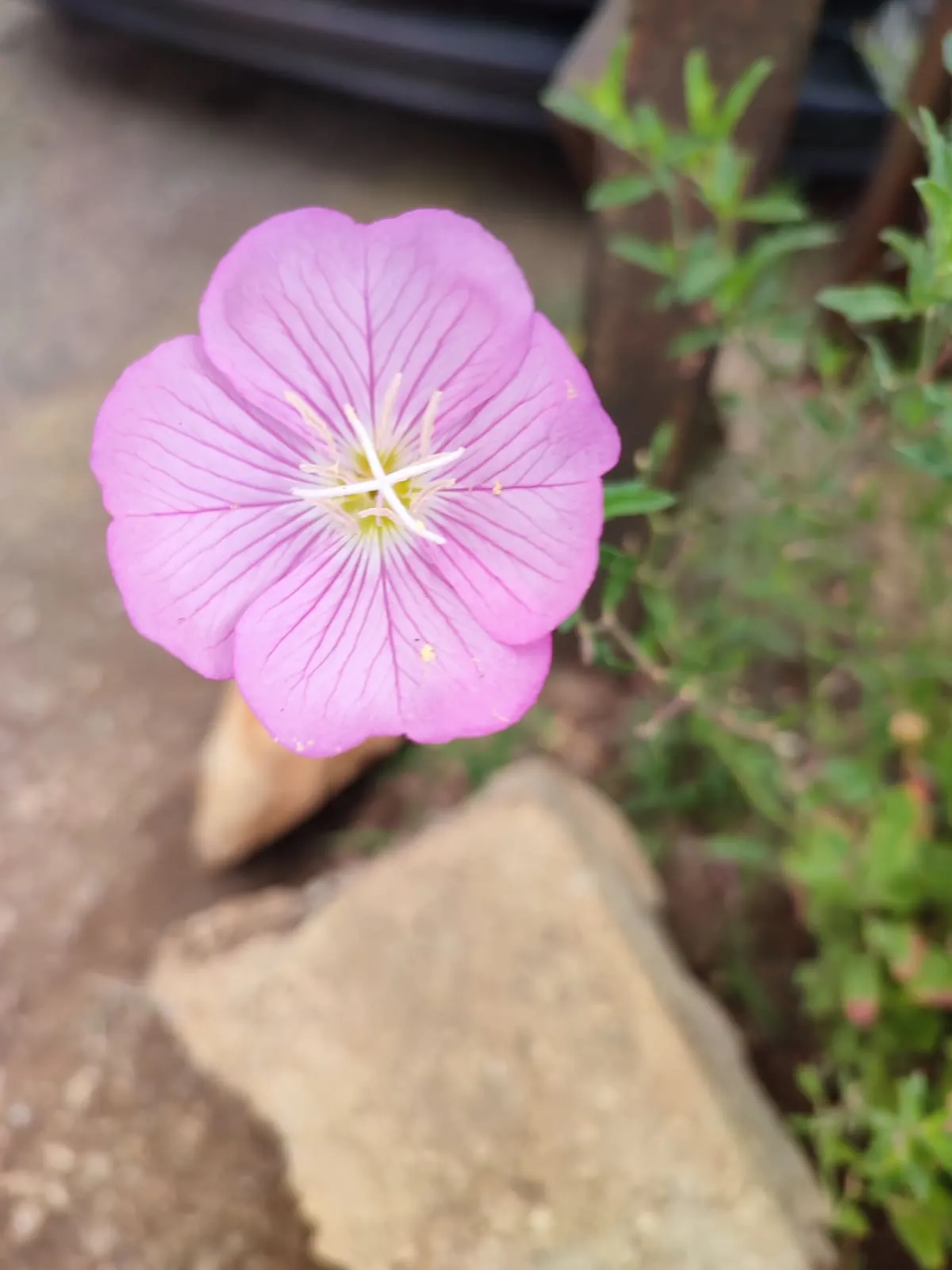 IMG_20230630_140222_htyndg