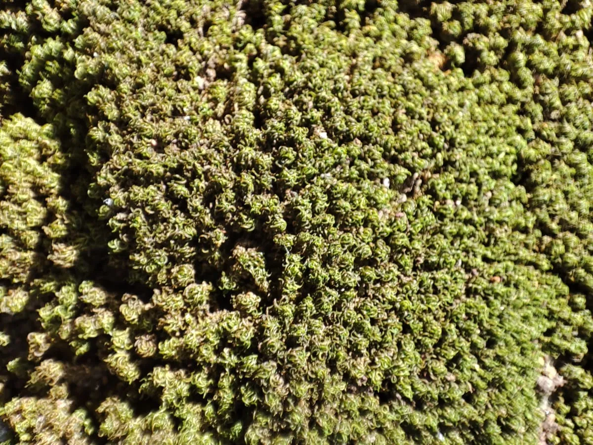 IMG_20250220_135346_oxhpxd