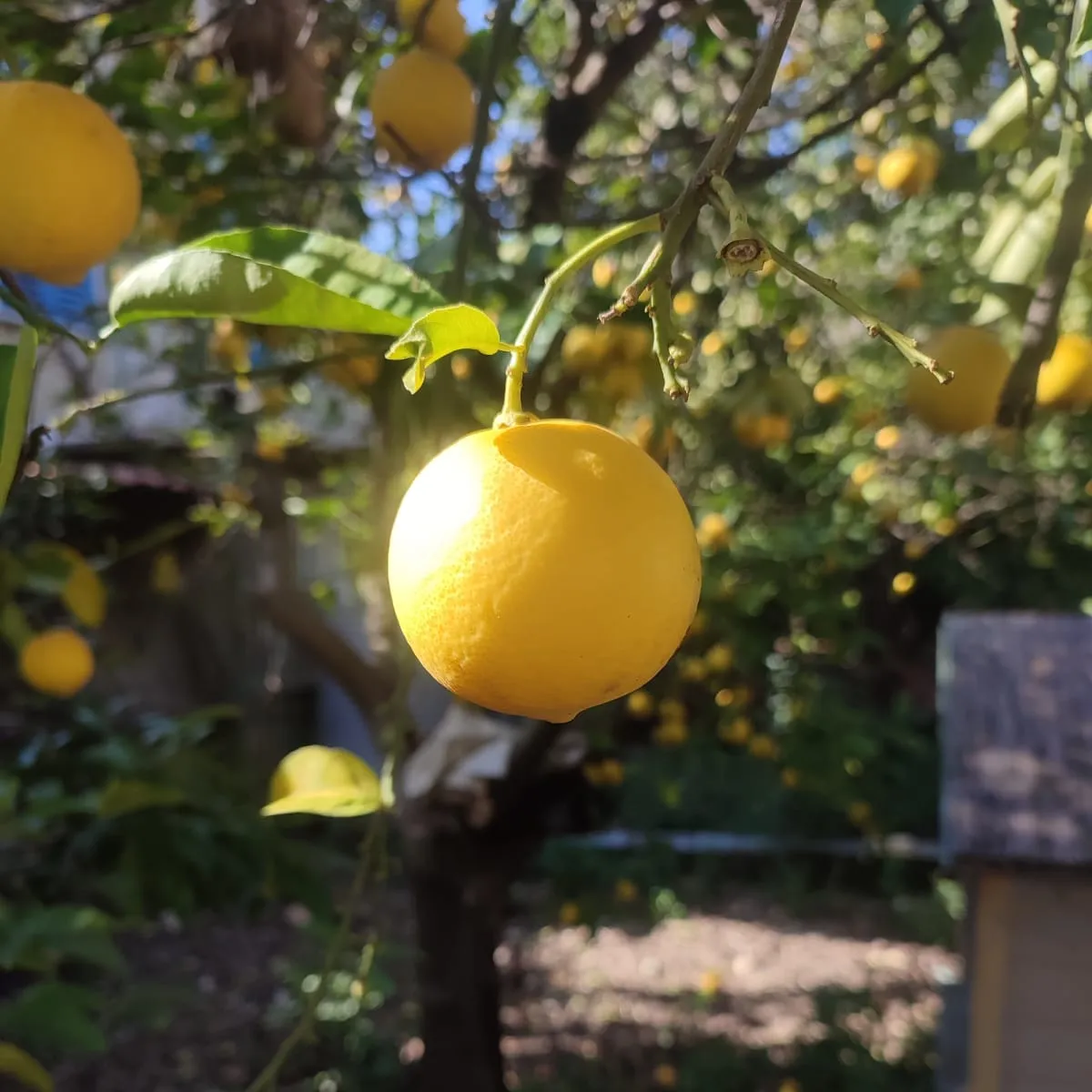 IMG_20250220_140144_n6mkzg