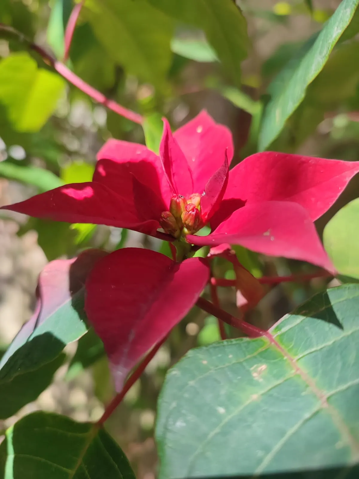 IMG_20250221_104434_xvl9ht