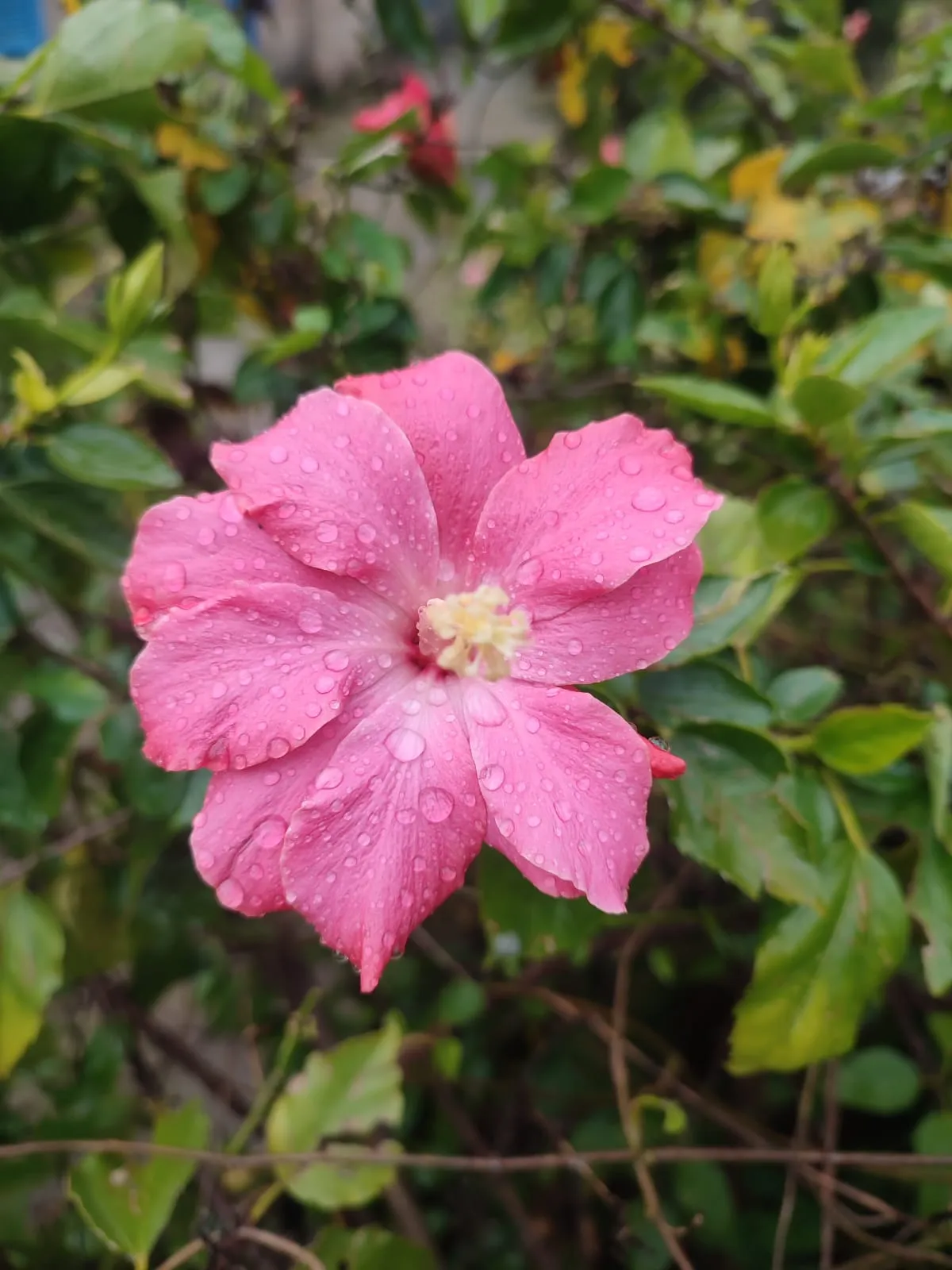 IMG_20250305_144918_bz8zgk