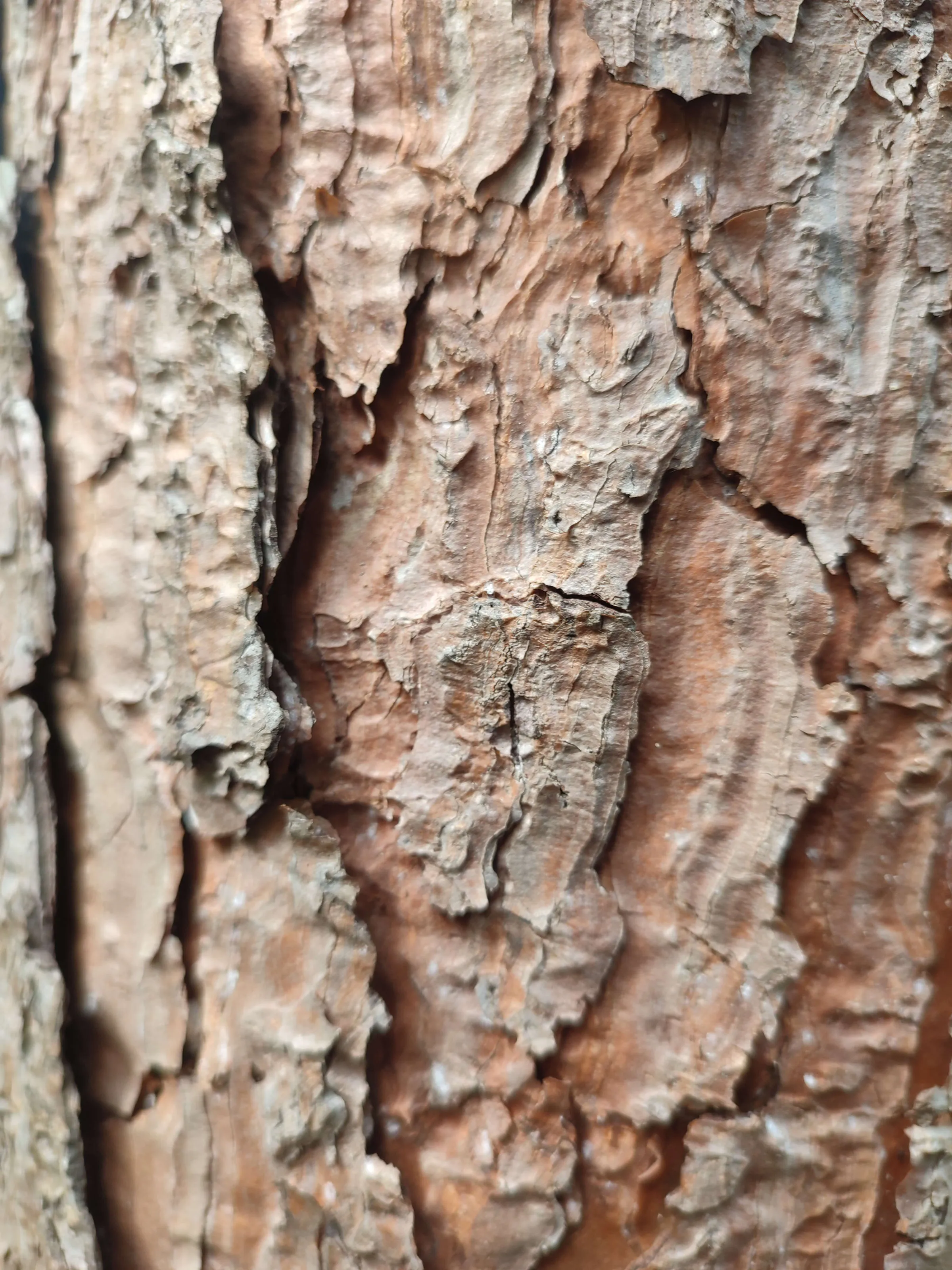 IMG_20250306_131943_xbtrjh