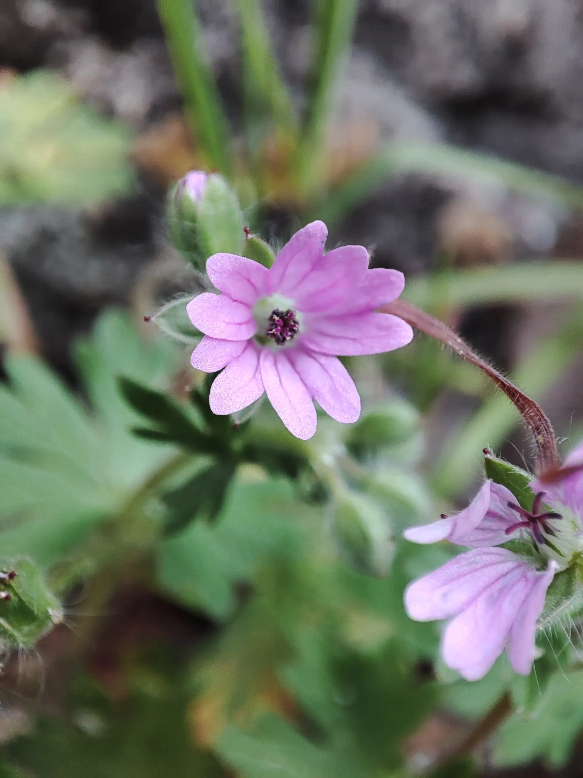 IMG_20250306_160548_wyqkr2