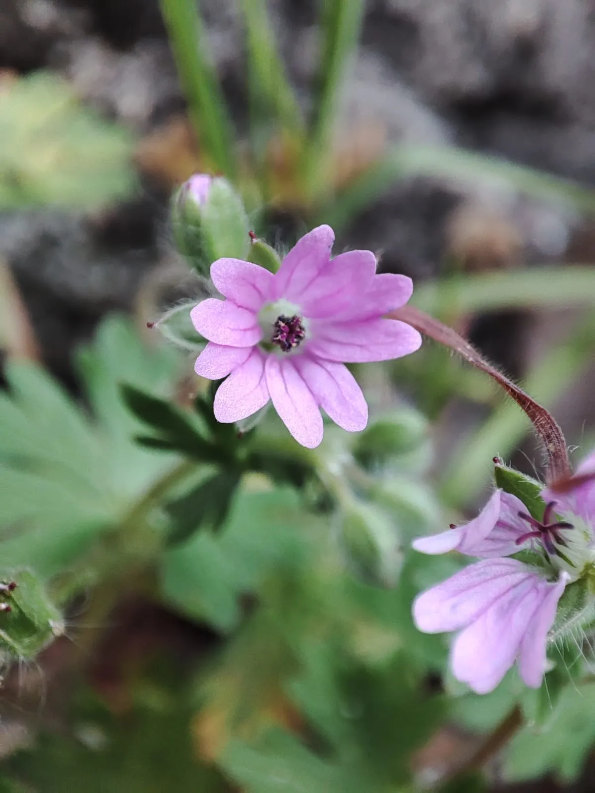 IMG_20250306_160548_wyqkr2