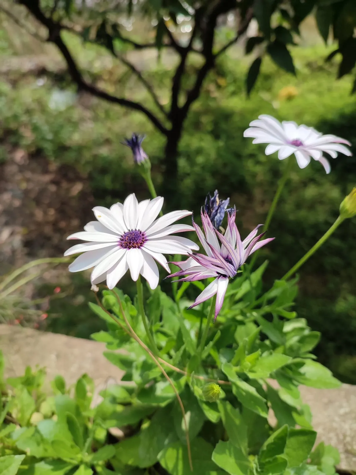 IMG_20250318_135910_y8osqm