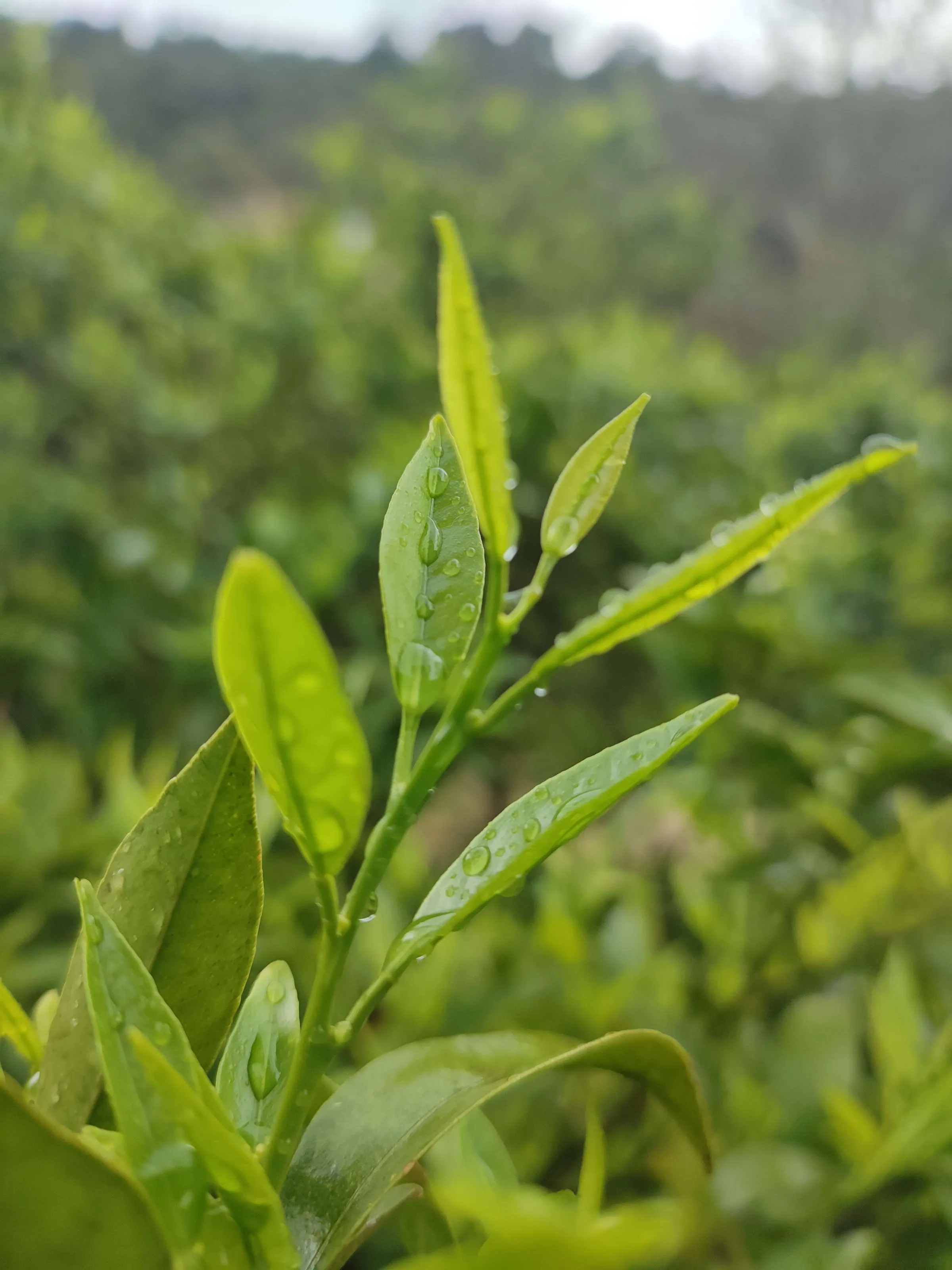 IMG_20250320_113915_qu61jp