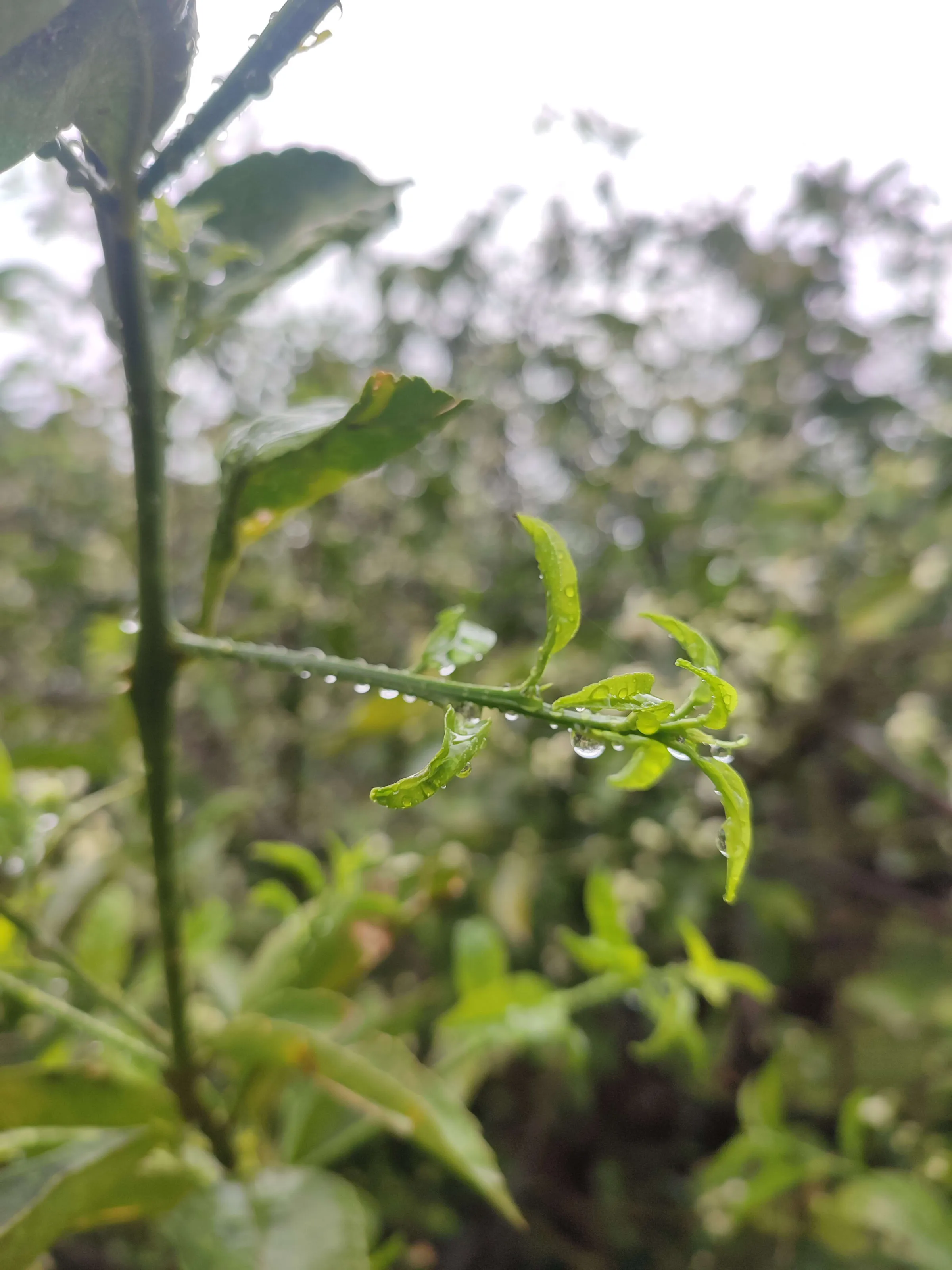 IMG_20250320_114106_mghnsv