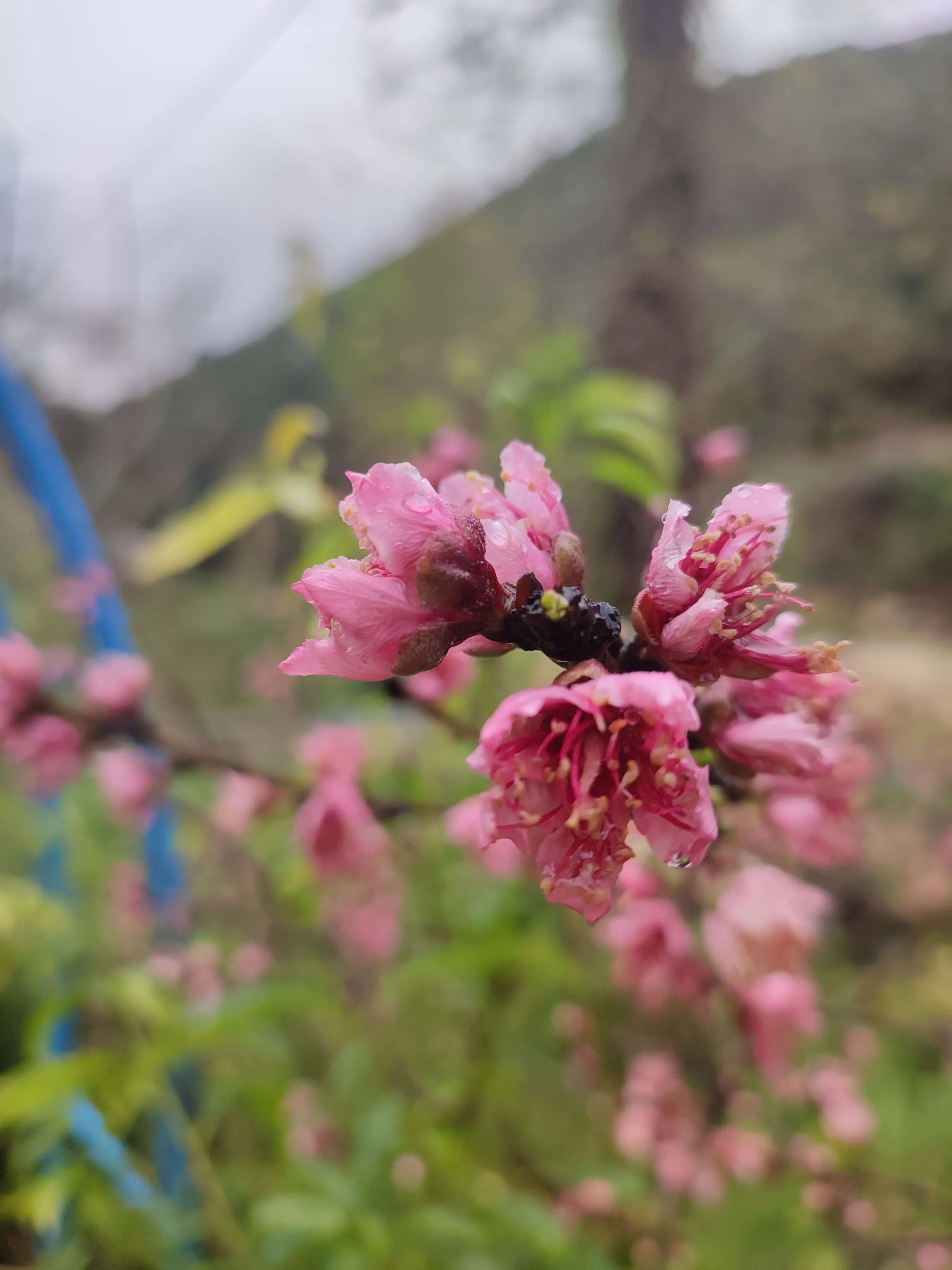 IMG_20250320_145626_xpnsjo