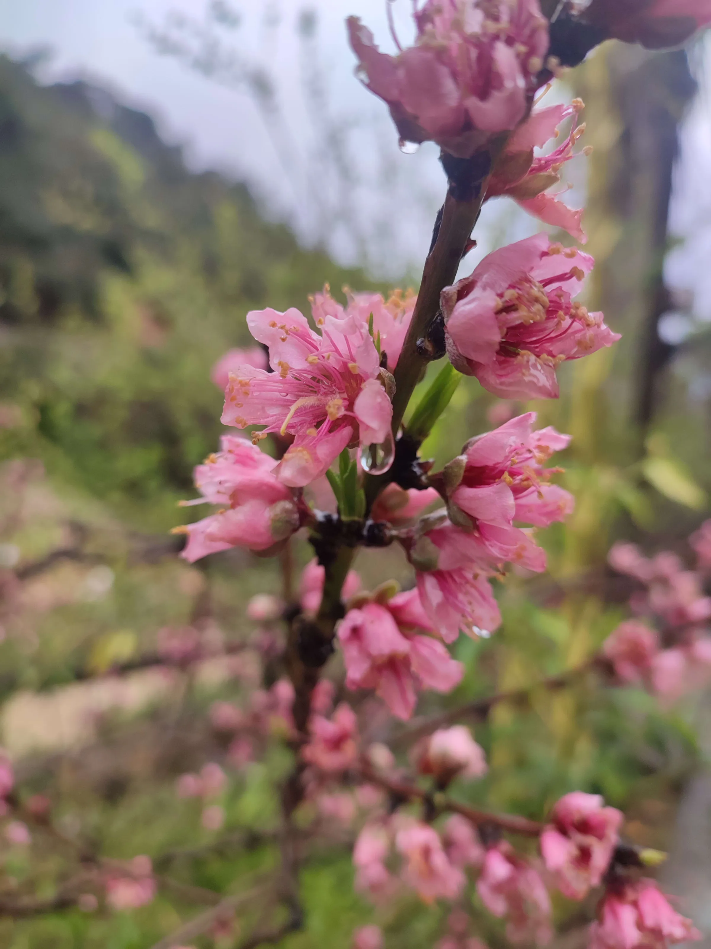 IMG_20250320_145714_dxuehd