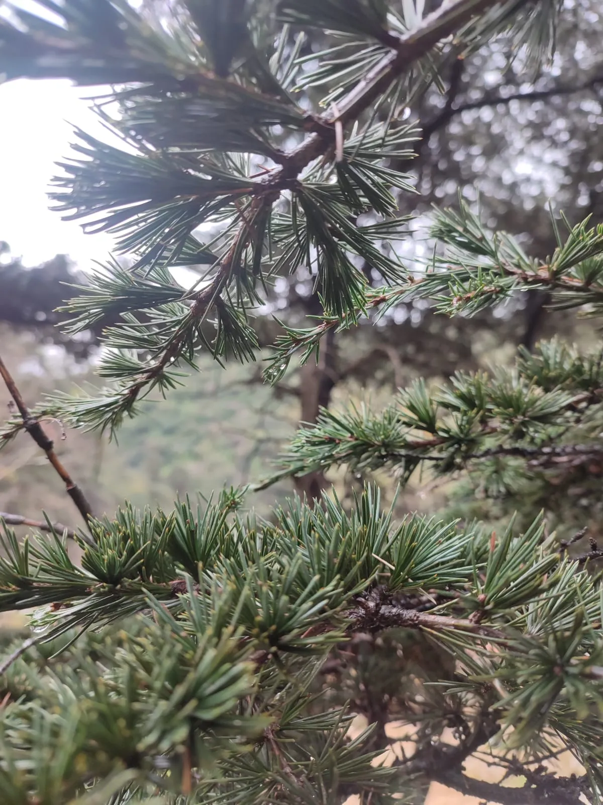 IMG_20250320_150013_xwko7f