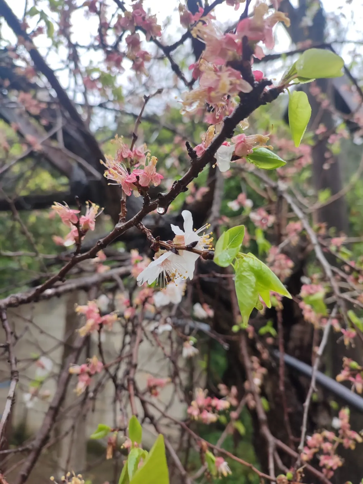 IMG_20250320_150039_wrm7vw