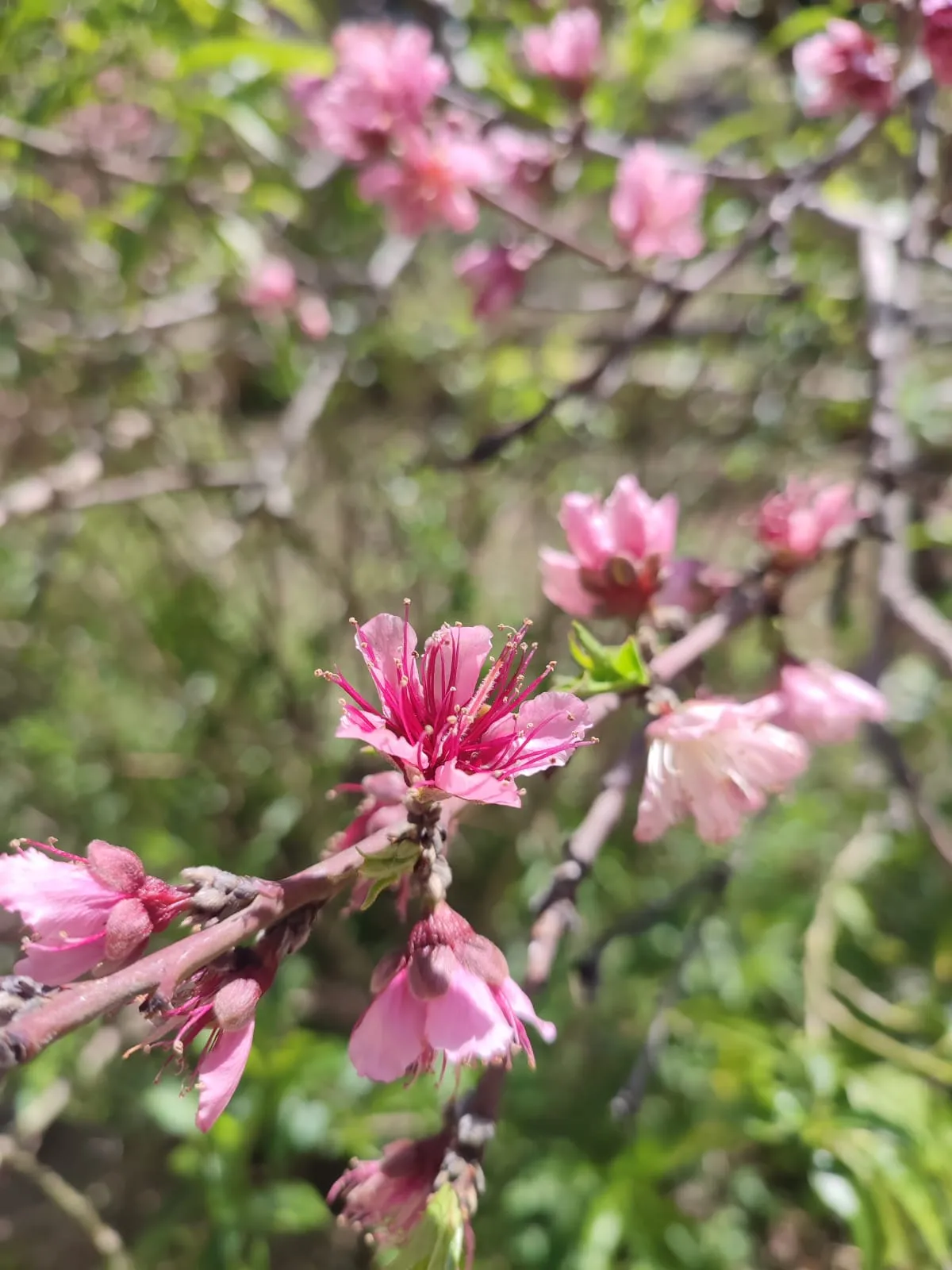 IMG_20250324_134340_upypau