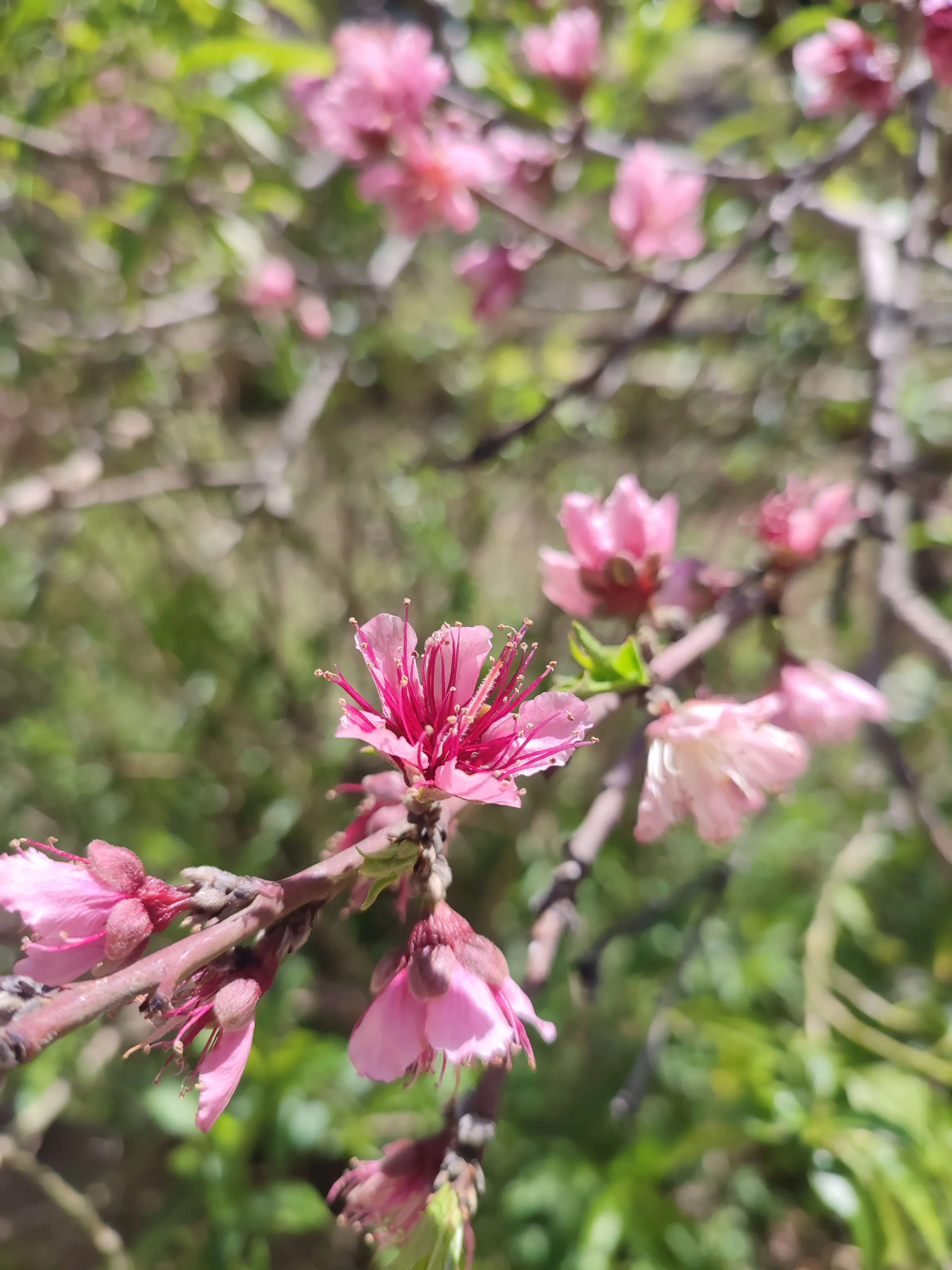 IMG_20250324_134340_upypau