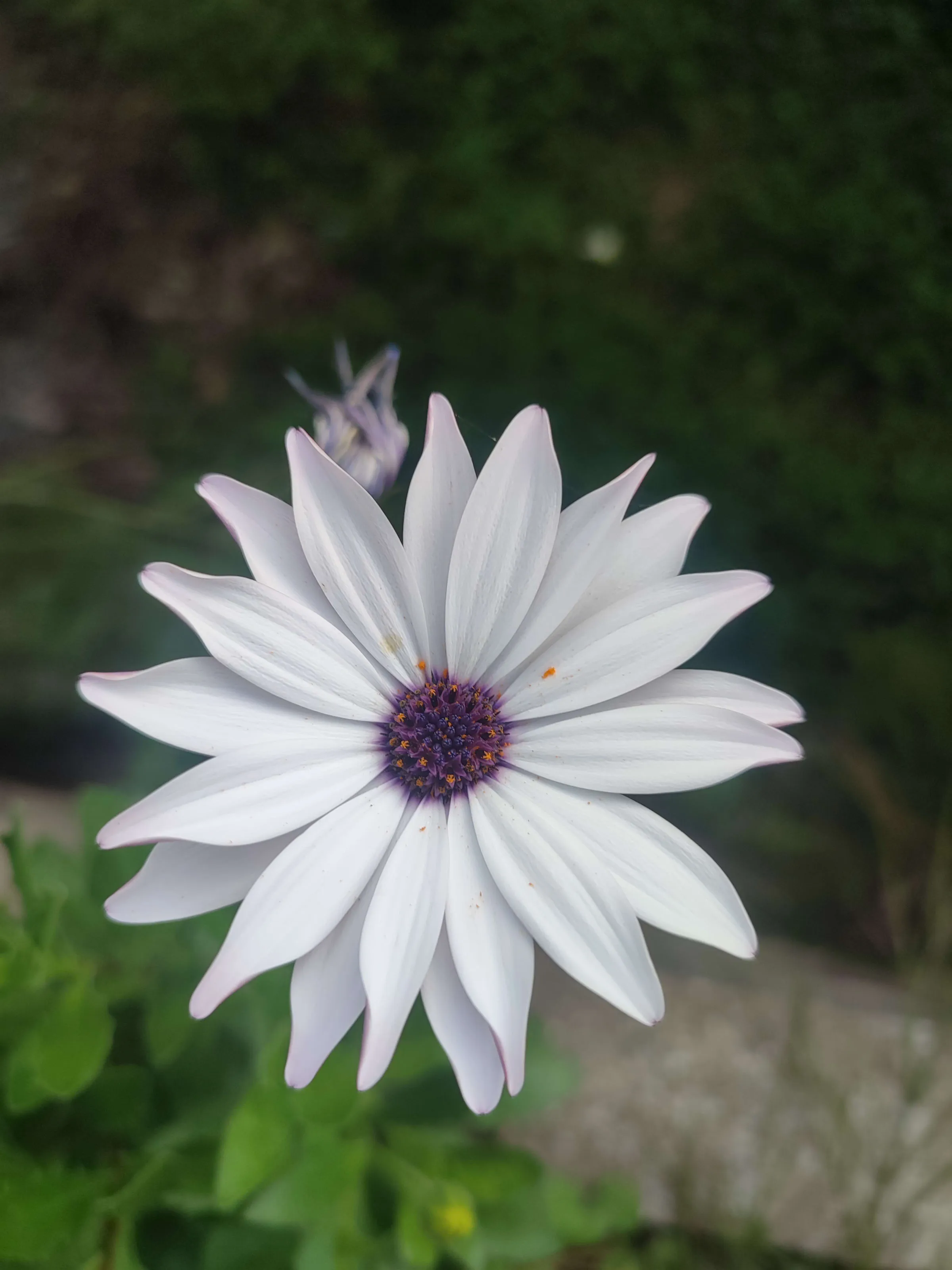 IMG_20250325_161105_oos4we