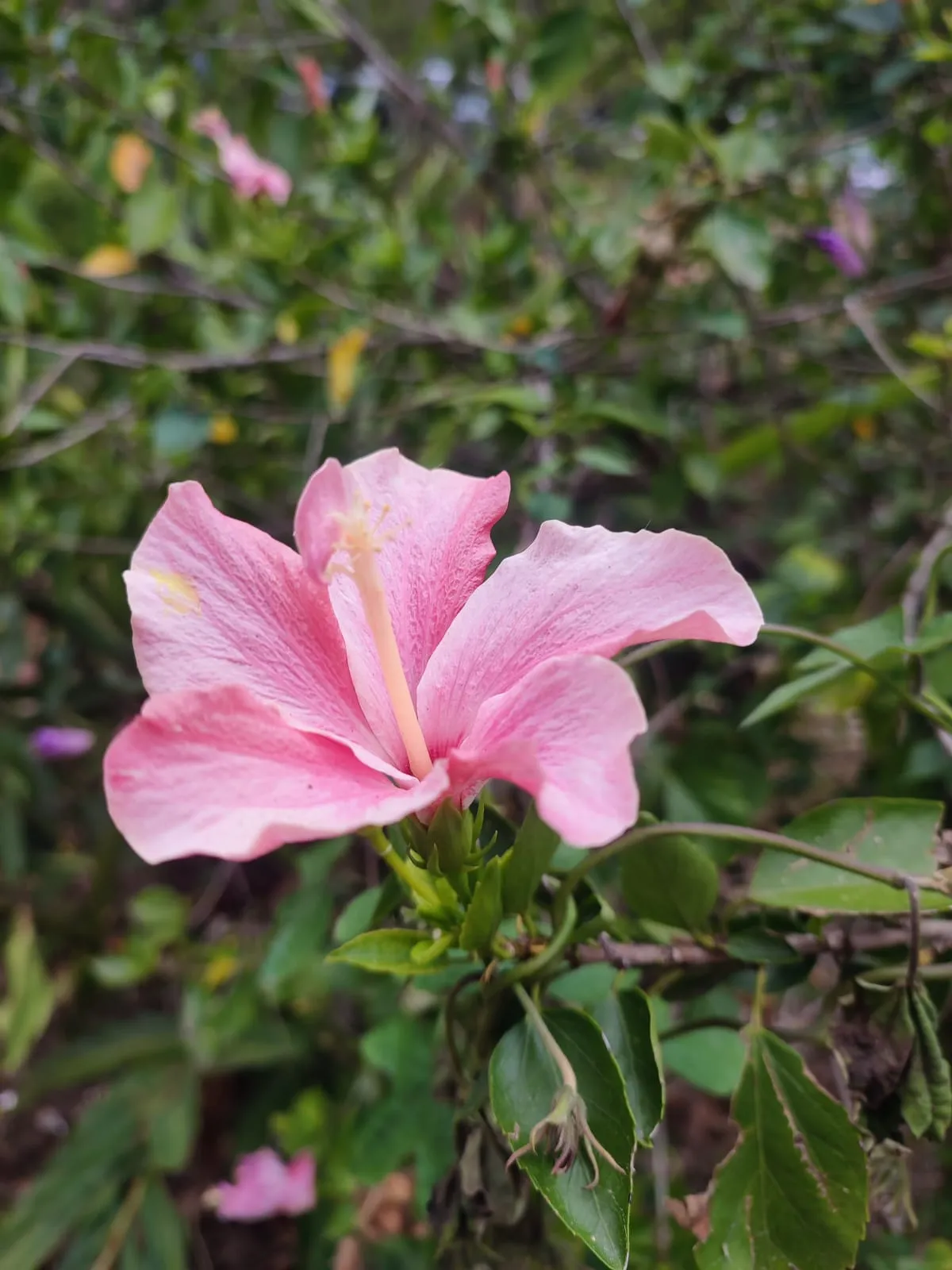 IMG_20250401_133250_hejqtu