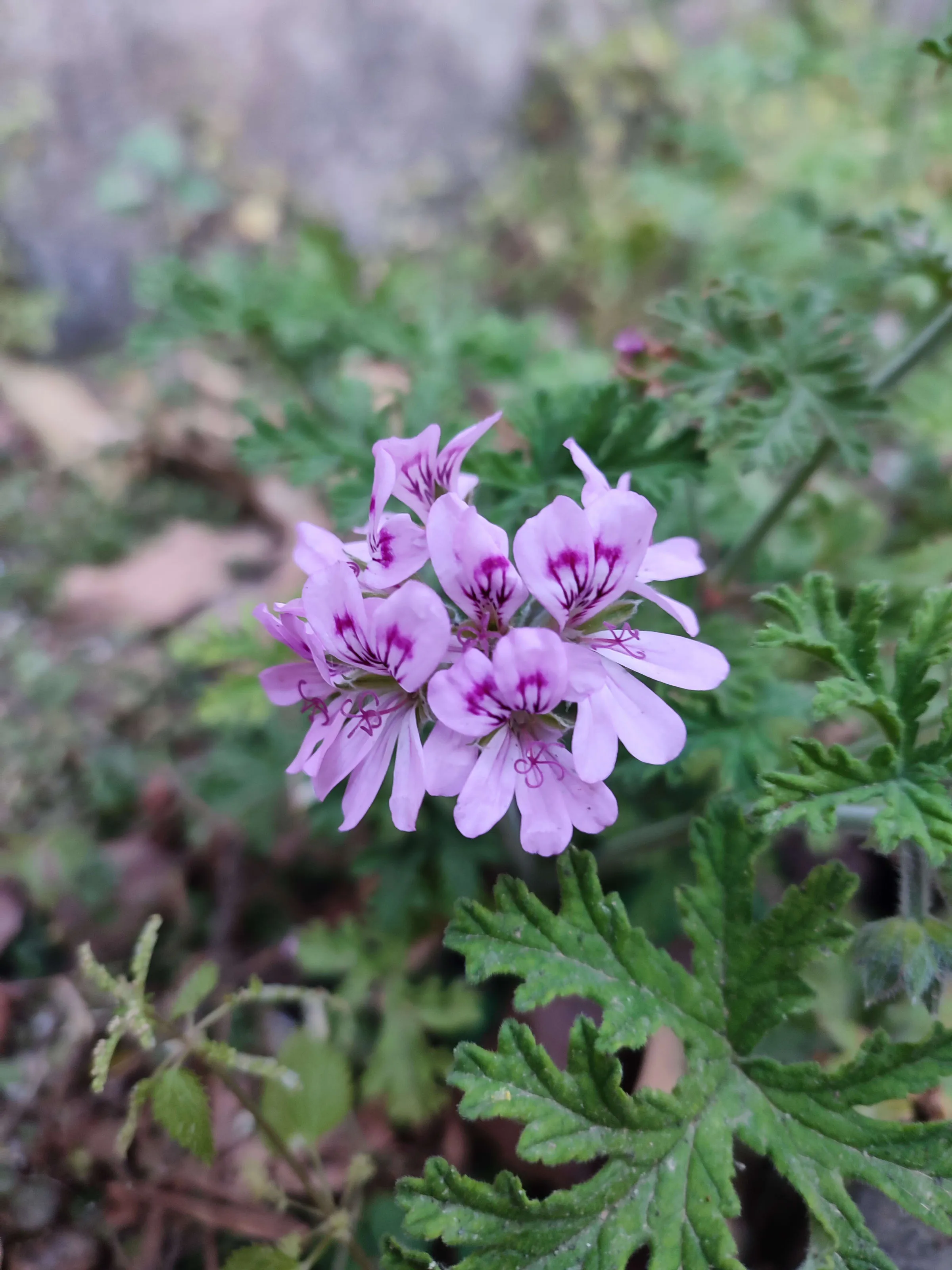 IMG_20250411_183220_dhn8ku