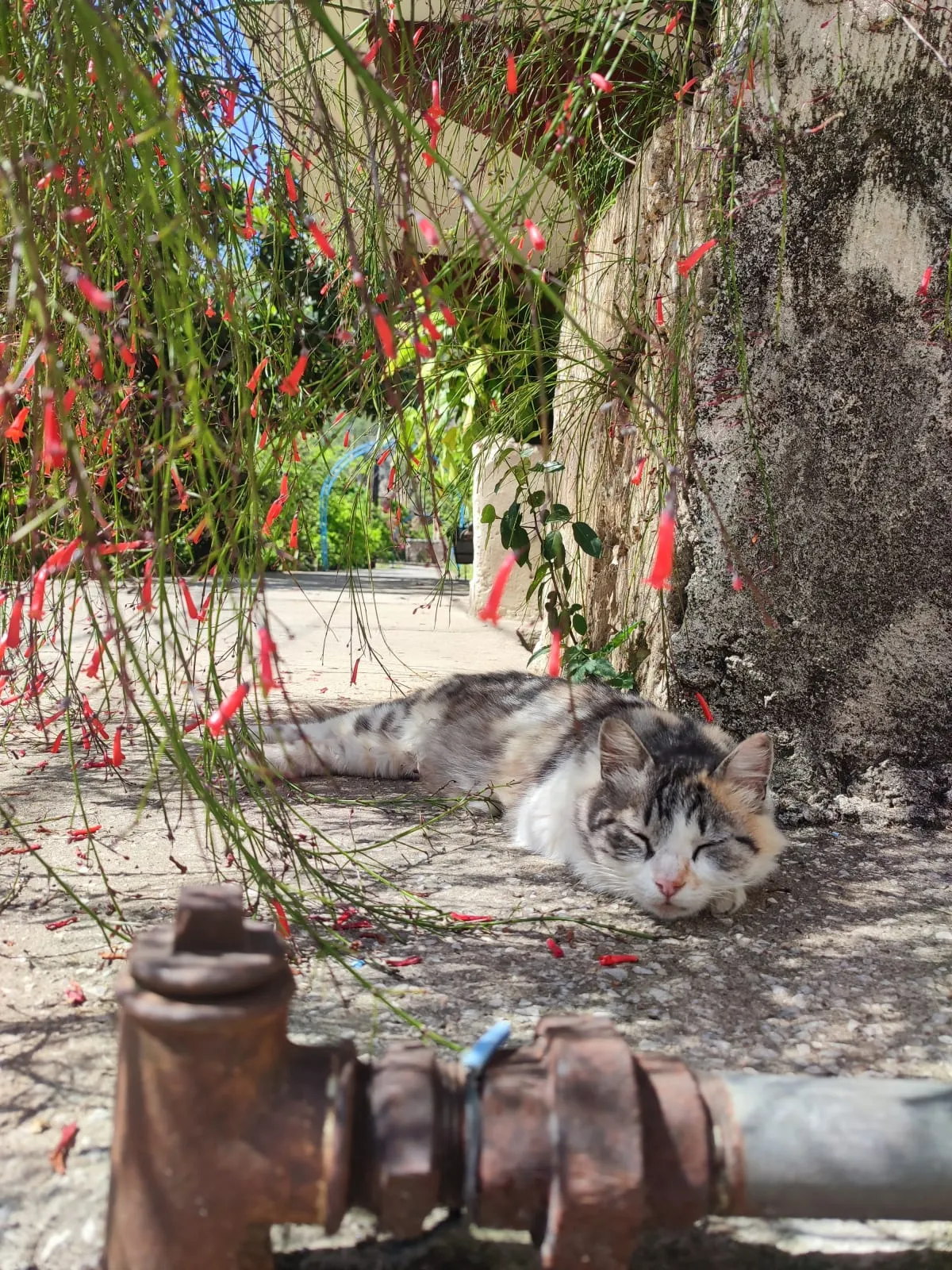 IMG_20250418_144520_cd9l4i