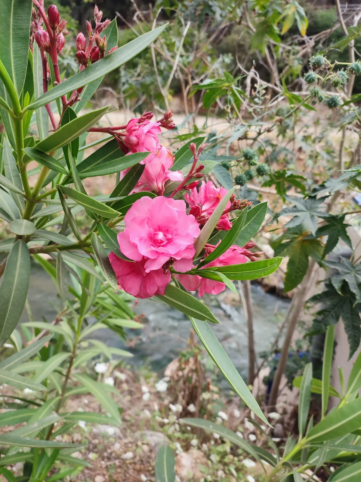 IMG_20250425_174605_znsa74