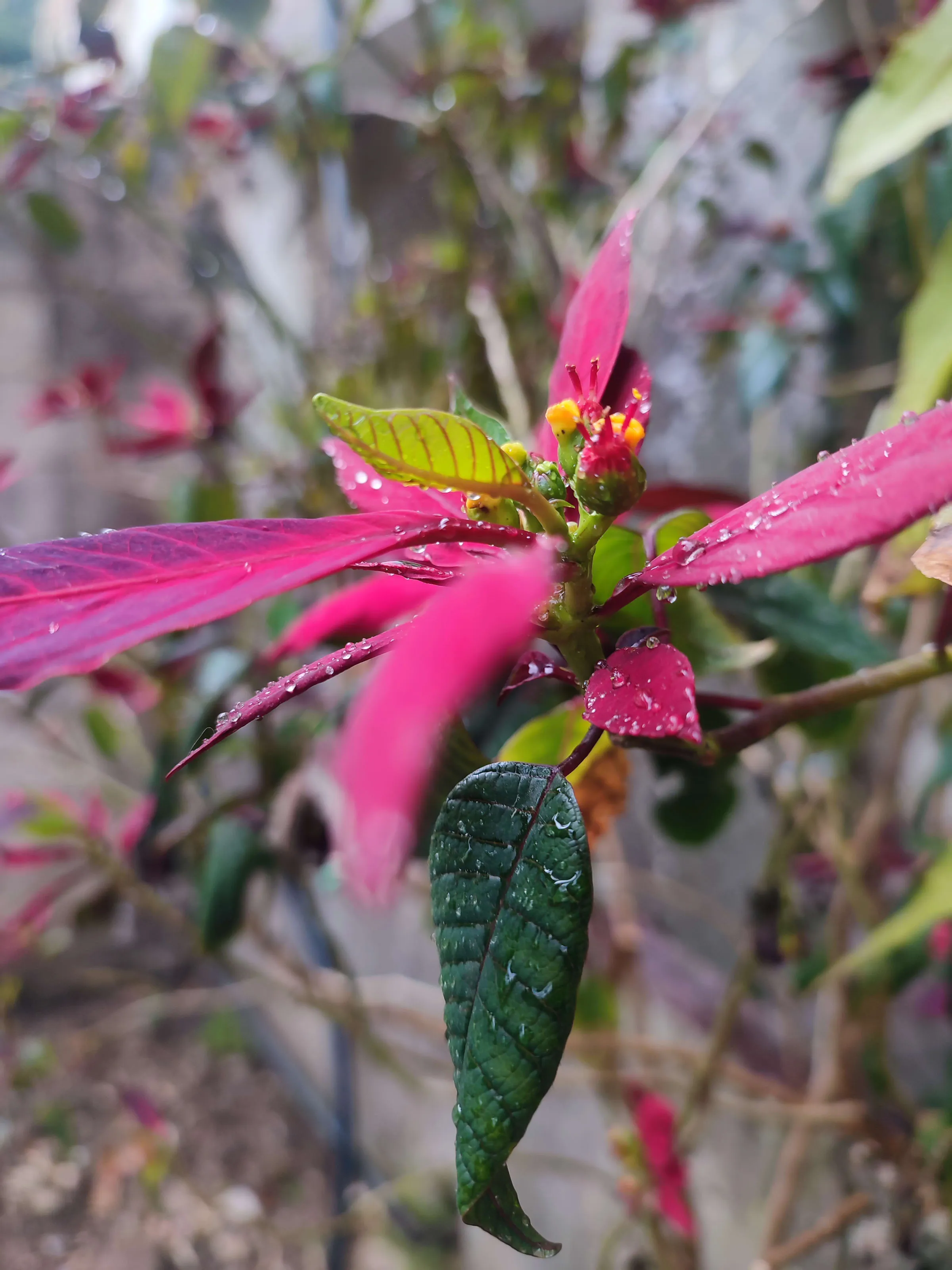 IMG_20250513_171324_scpqab