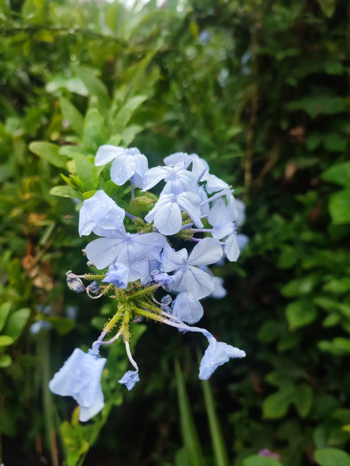 IMG_20250513_171340_acbgrt