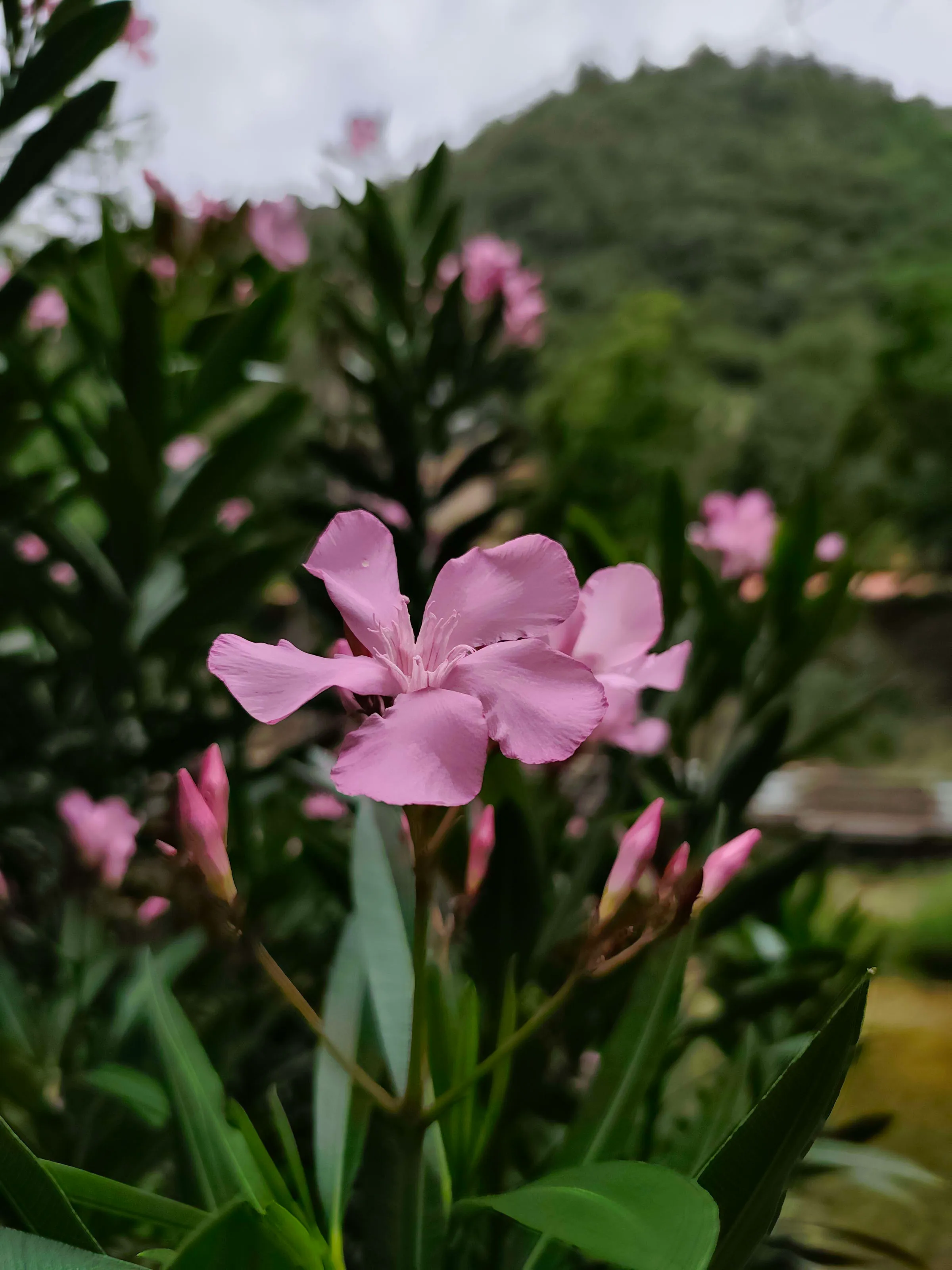 IMG_20250616_124052_sybpiy