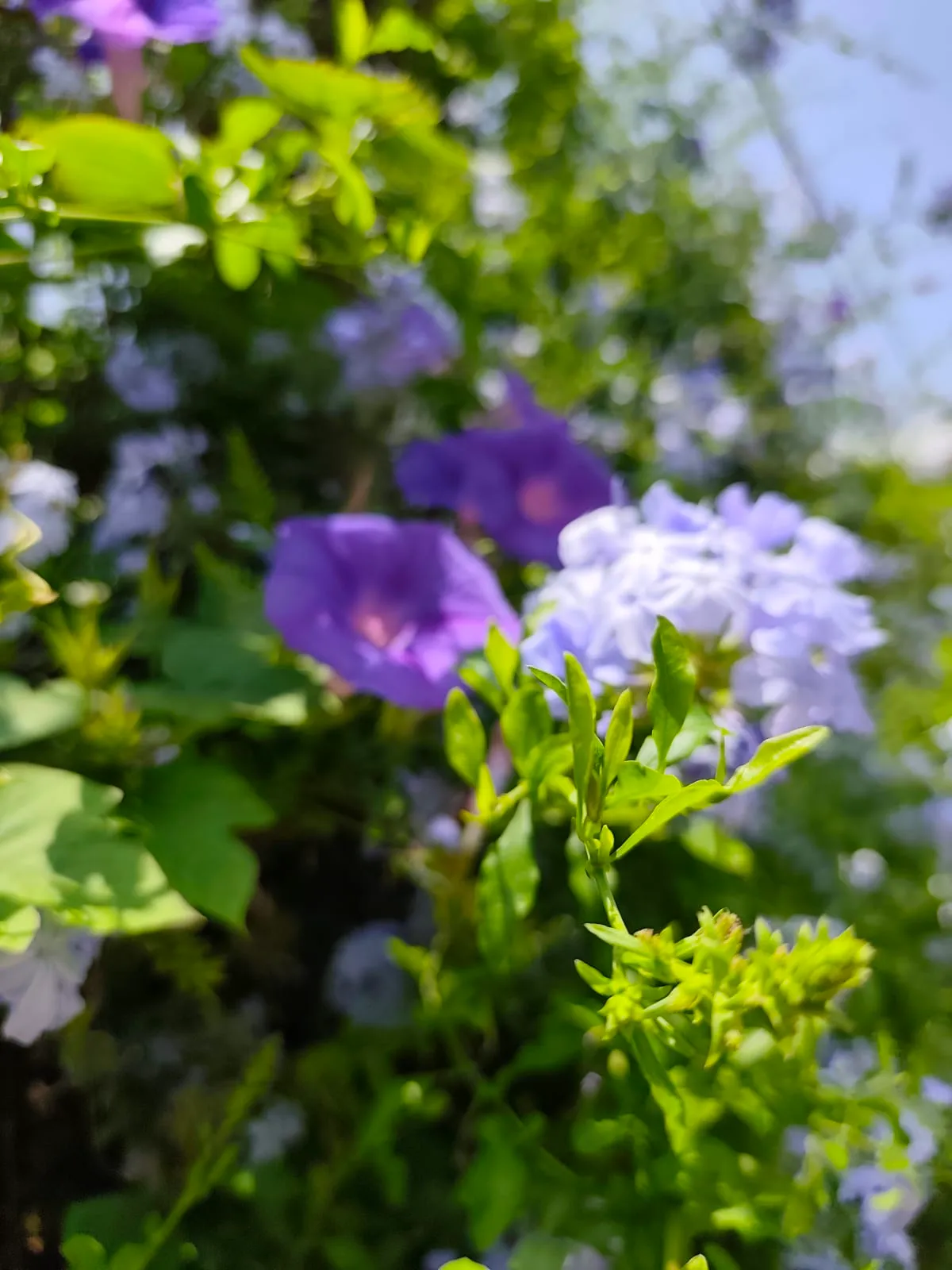 IMG_20250617_130424_yjttoh