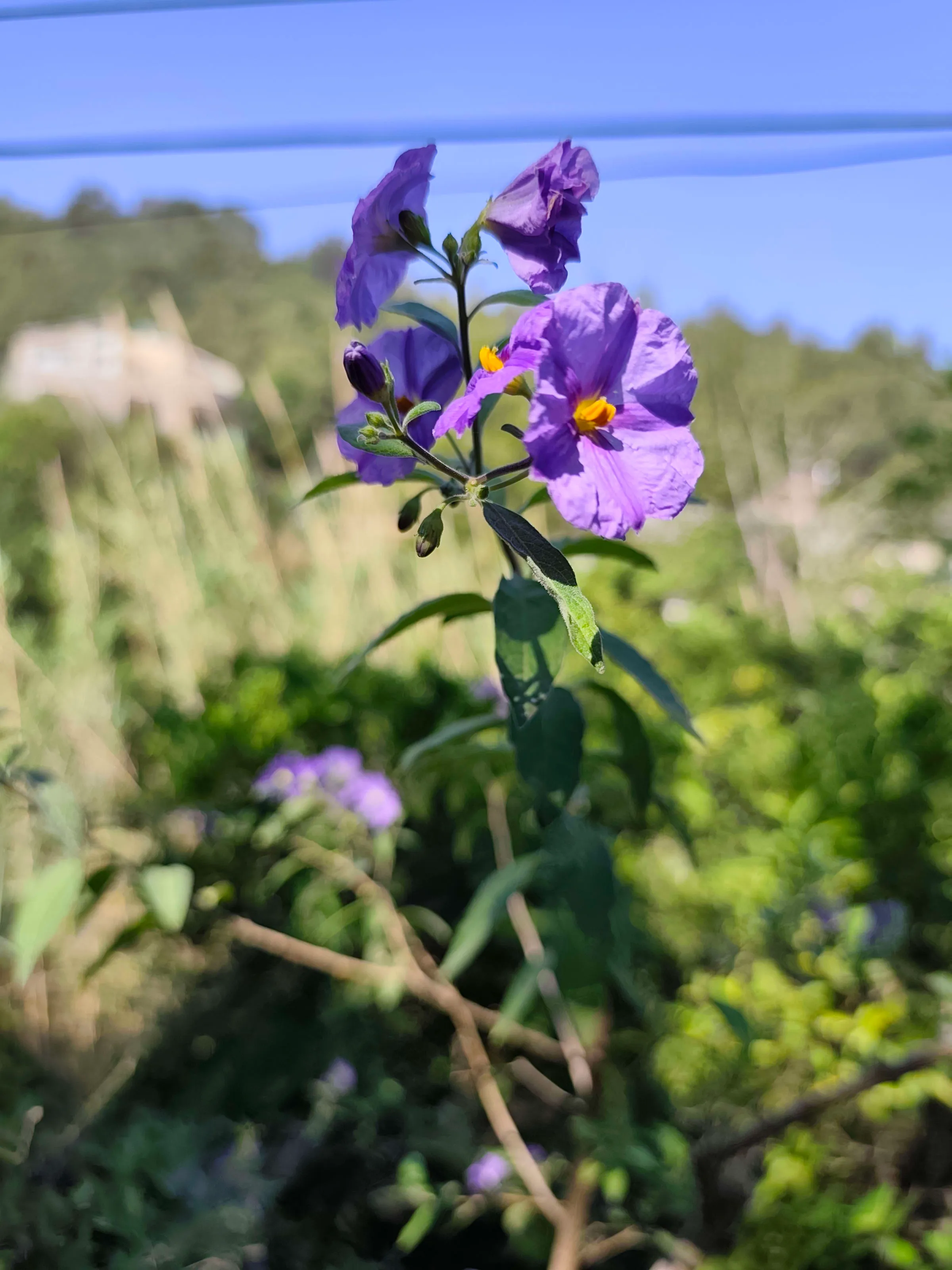 IMG_20250623_084938_diwbo7