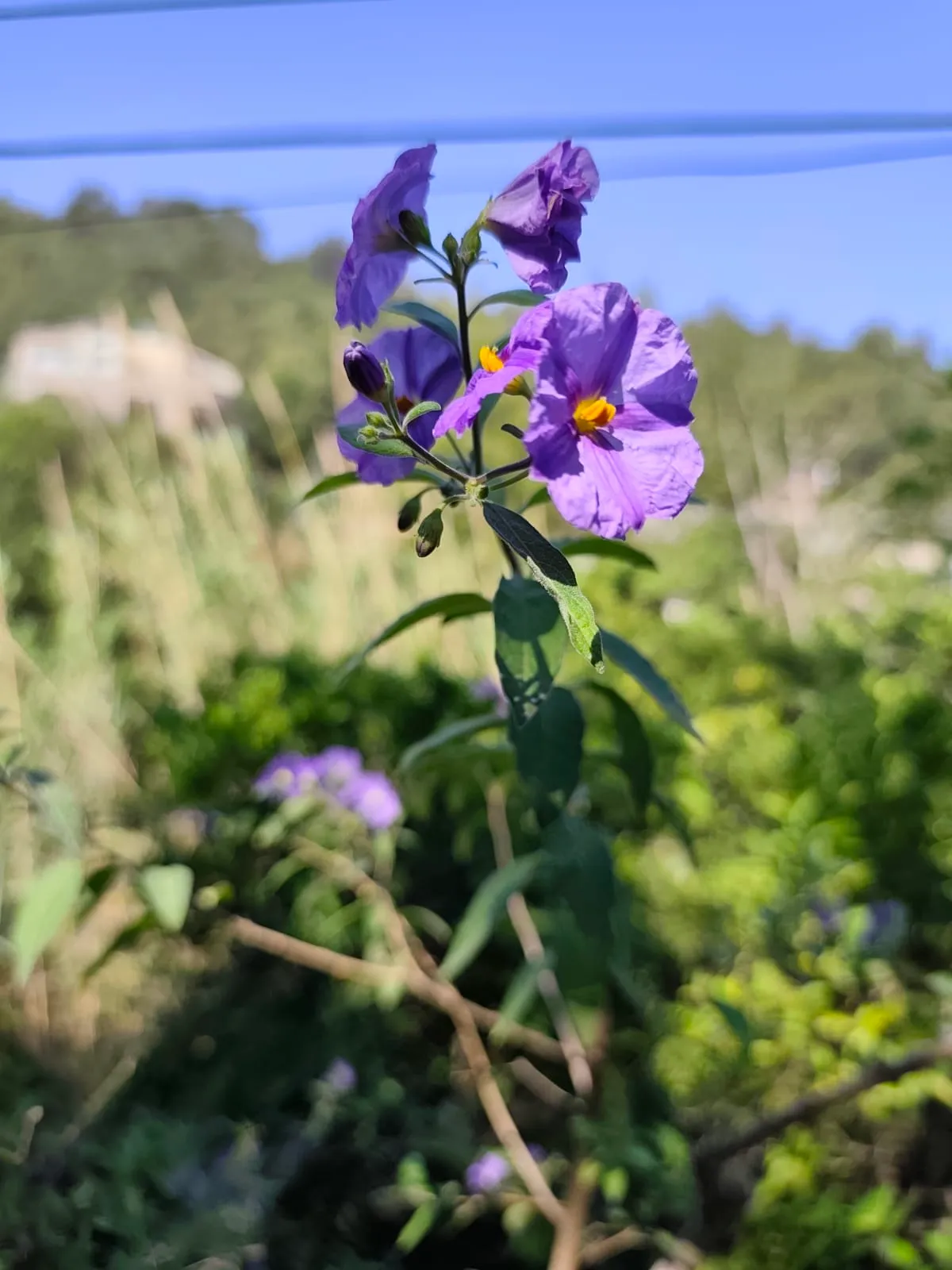 IMG_20250623_084938_diwbo7