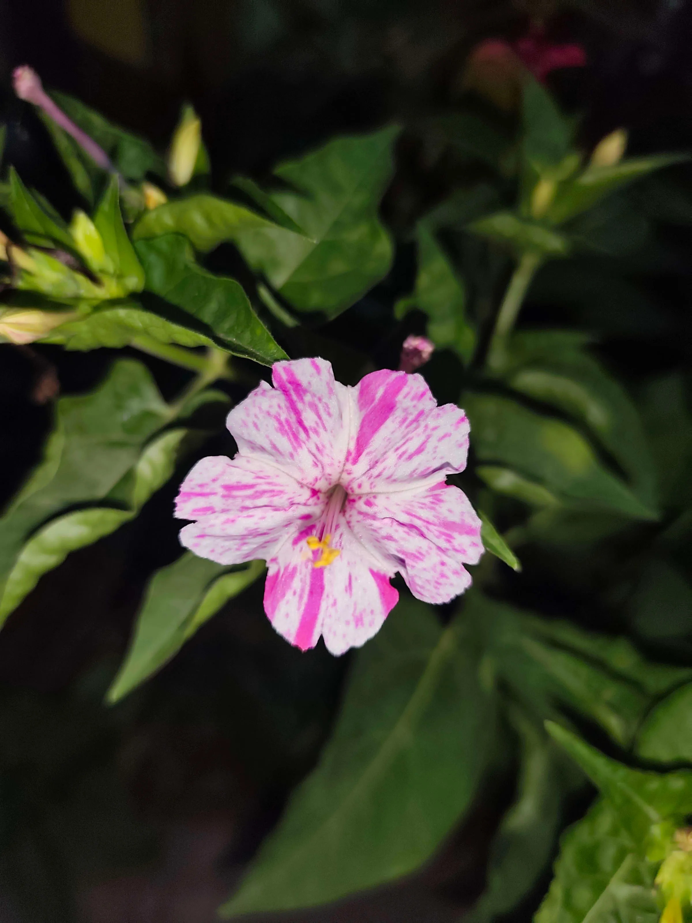 IMG_20250702_195517_qhtekg