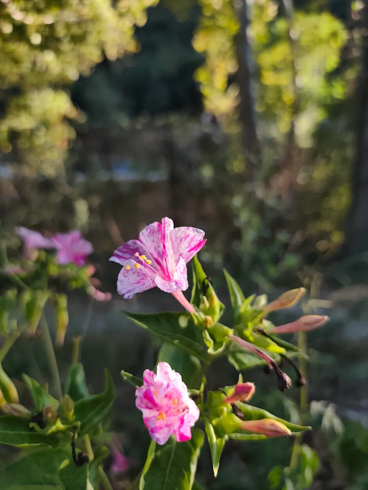 IMG_20250704_181232_iv4aa0