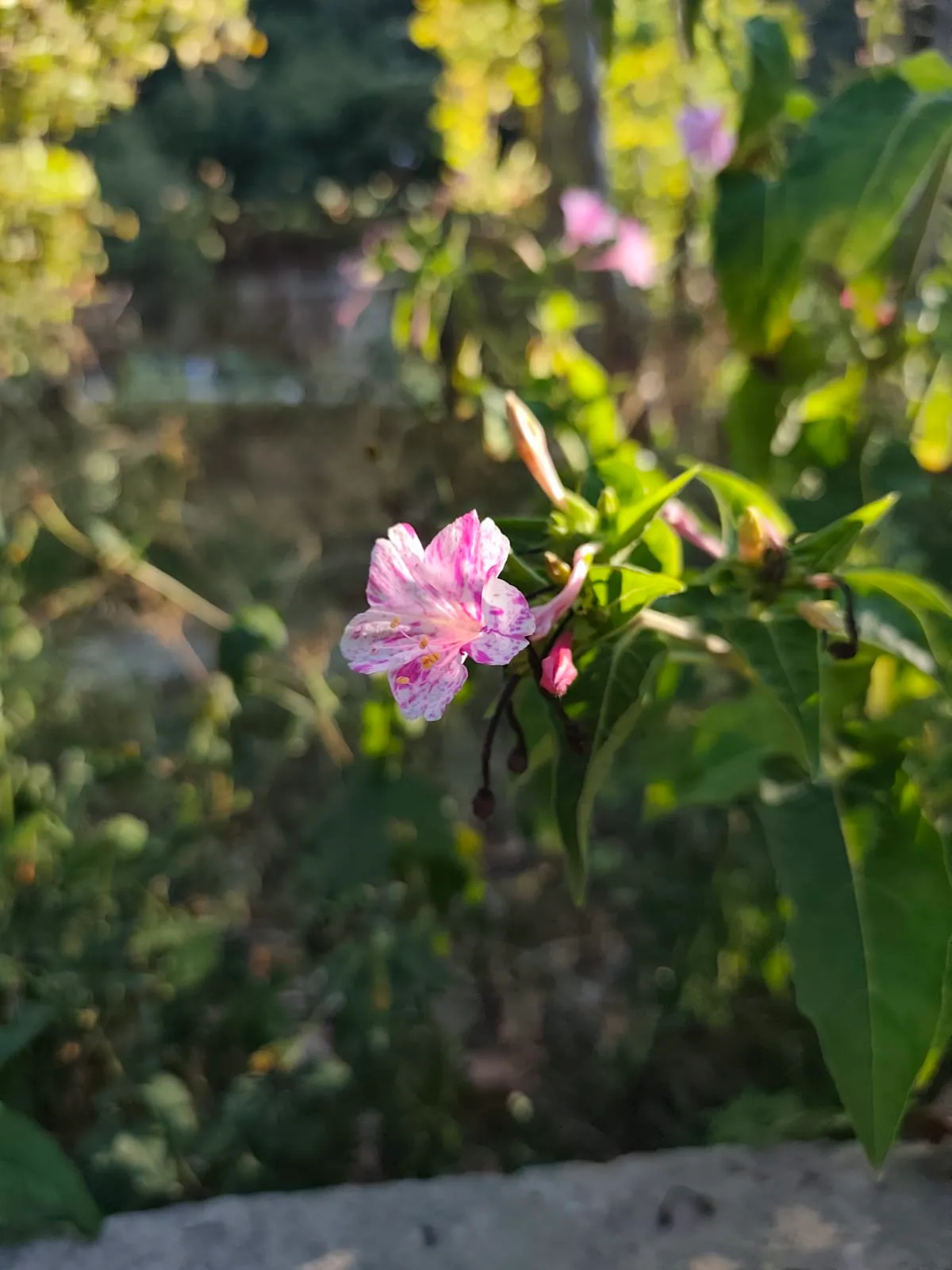 IMG_20250704_181240_thvnh1