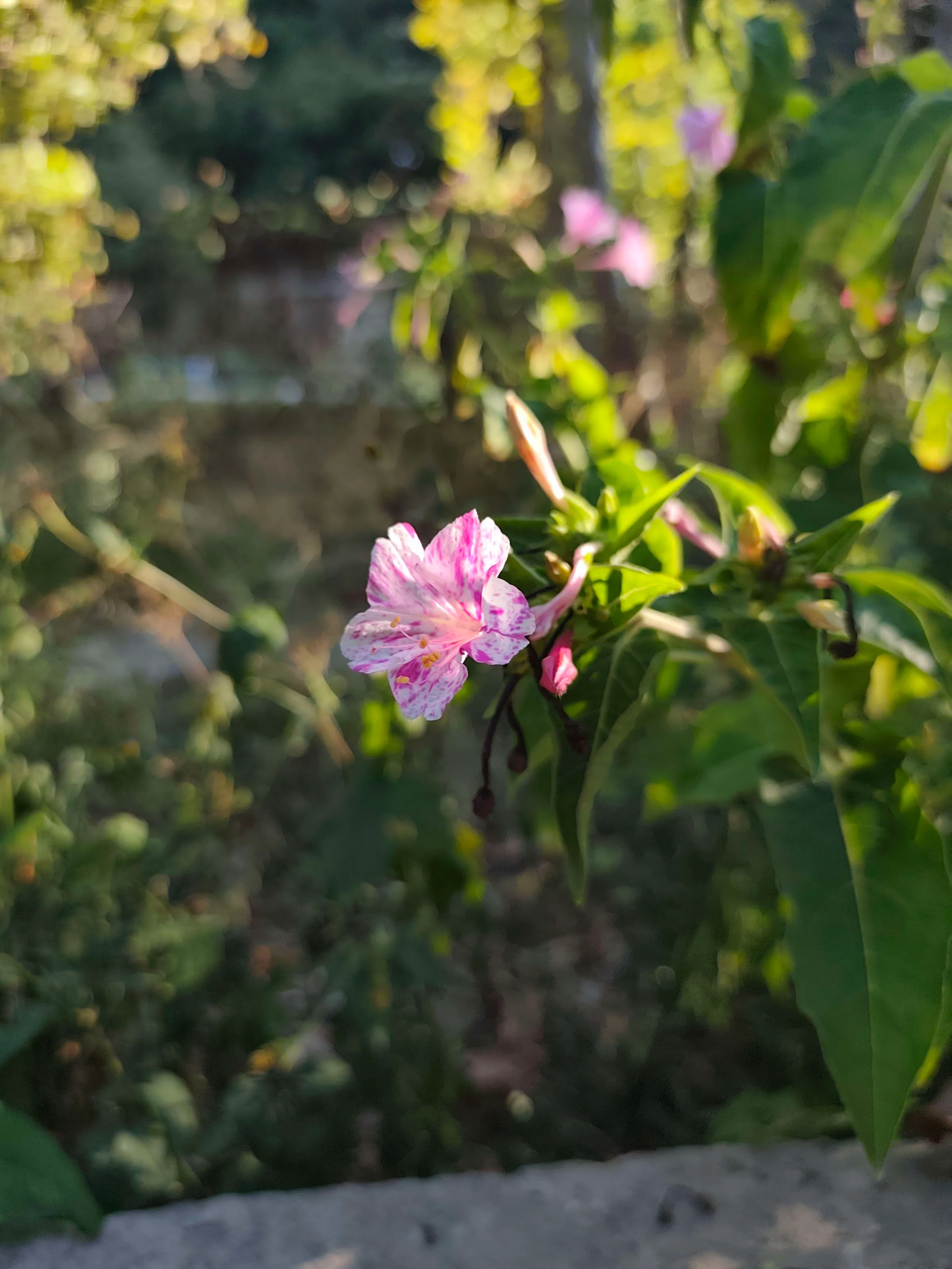 IMG_20250704_181240_thvnh1