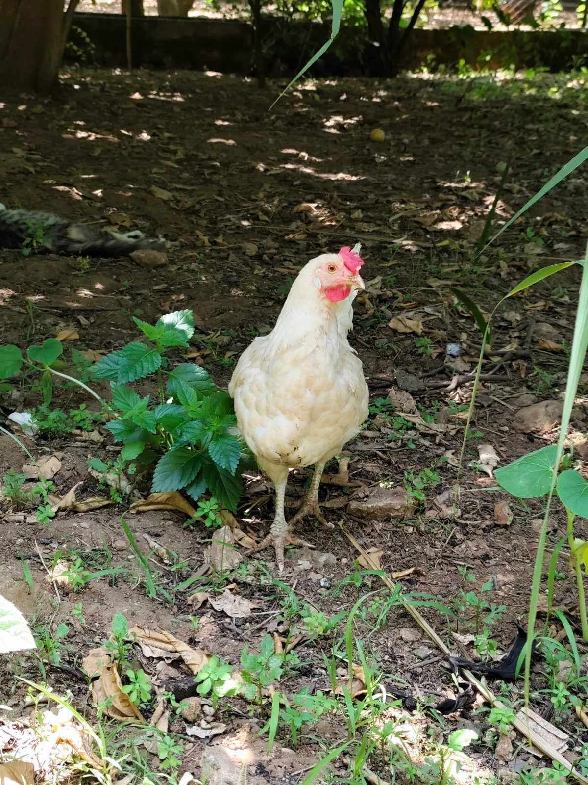 IMG_20250708_114631_qserfb