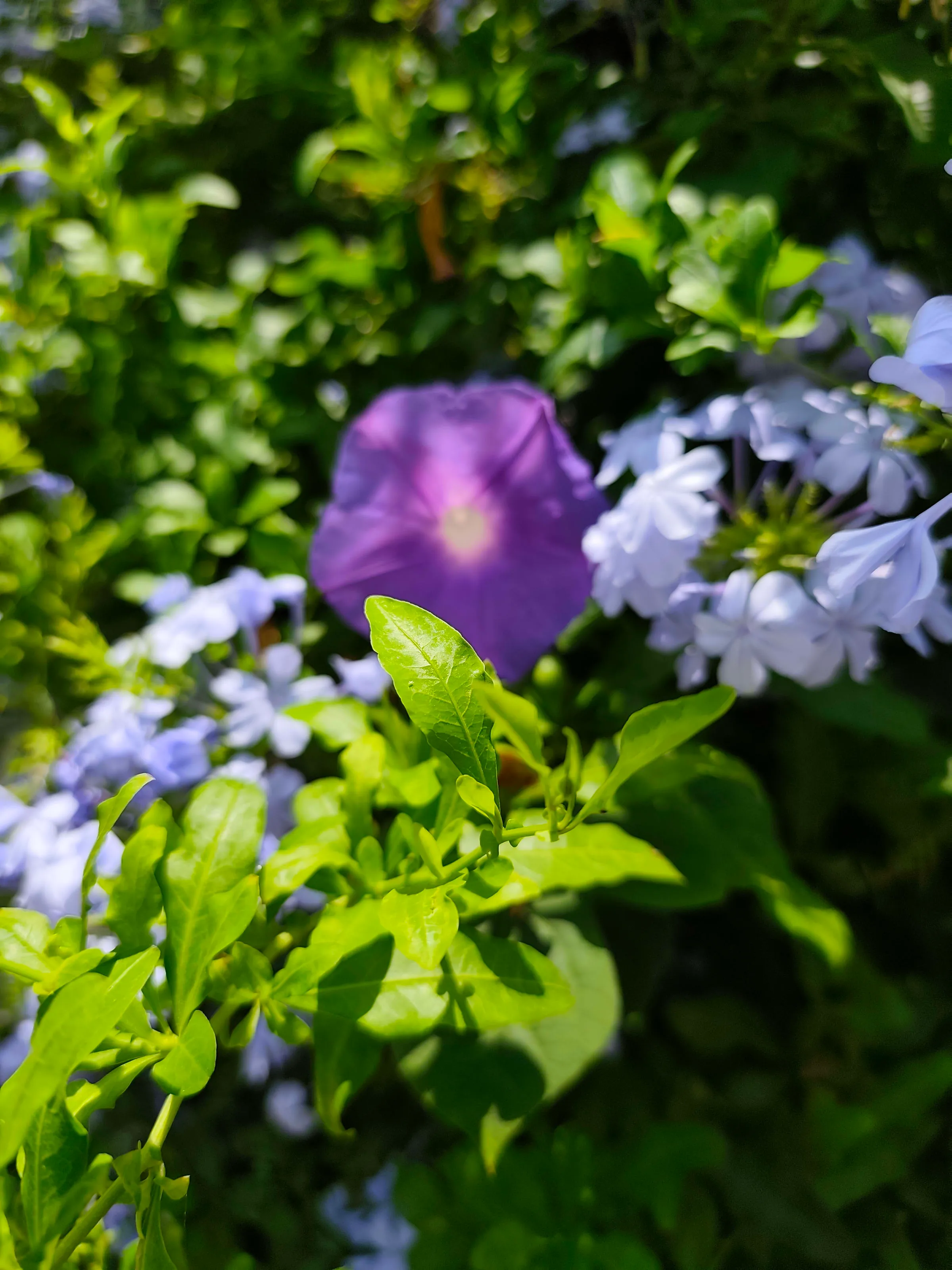 IMG_20250711_130229_u1h9uw