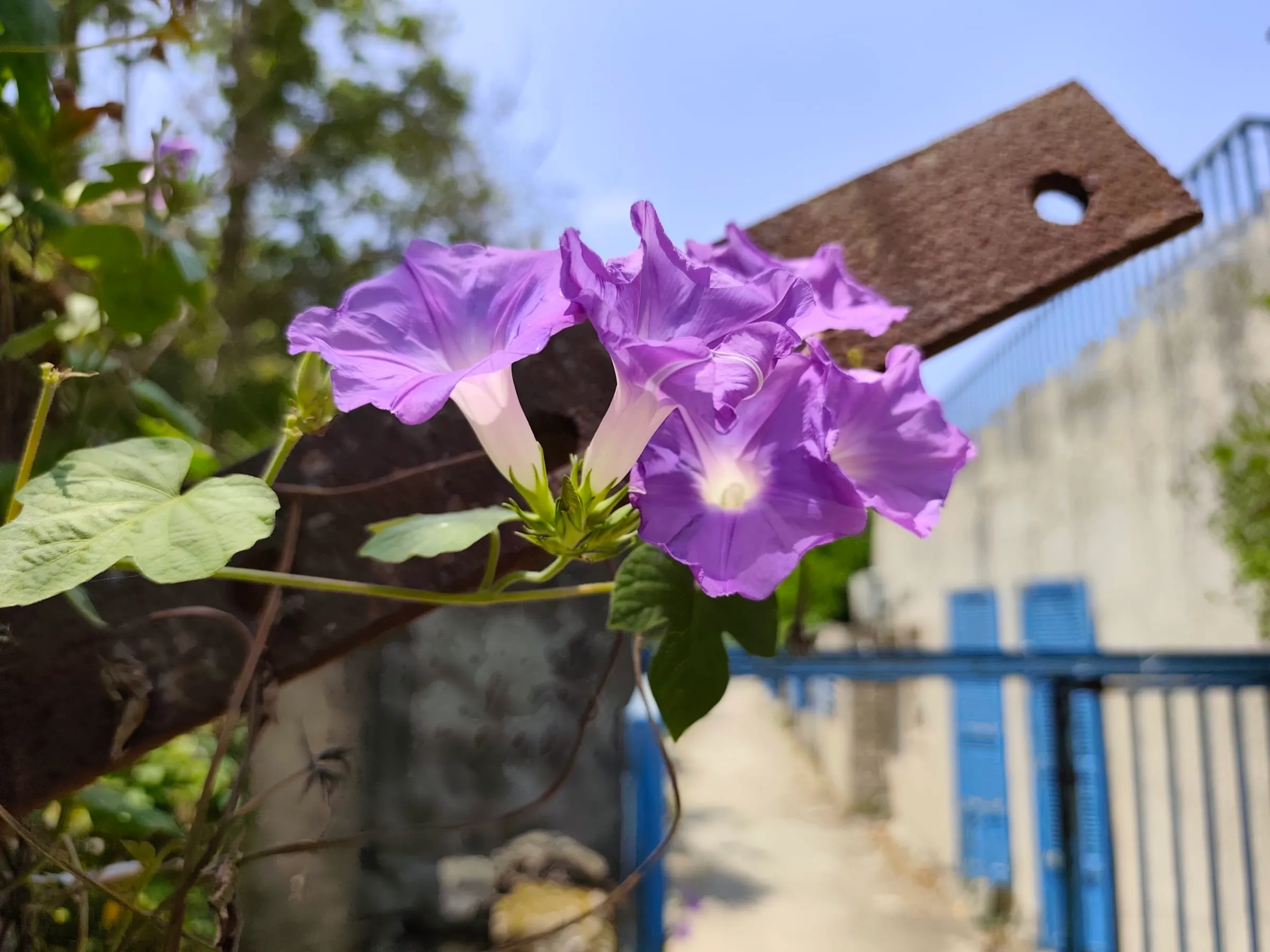 IMG_20250711_130526_yqohib