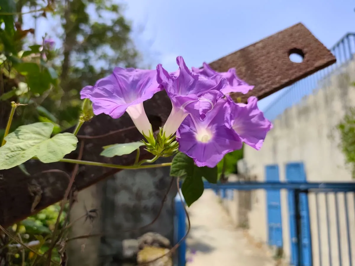 IMG_20250711_130526_yqohib