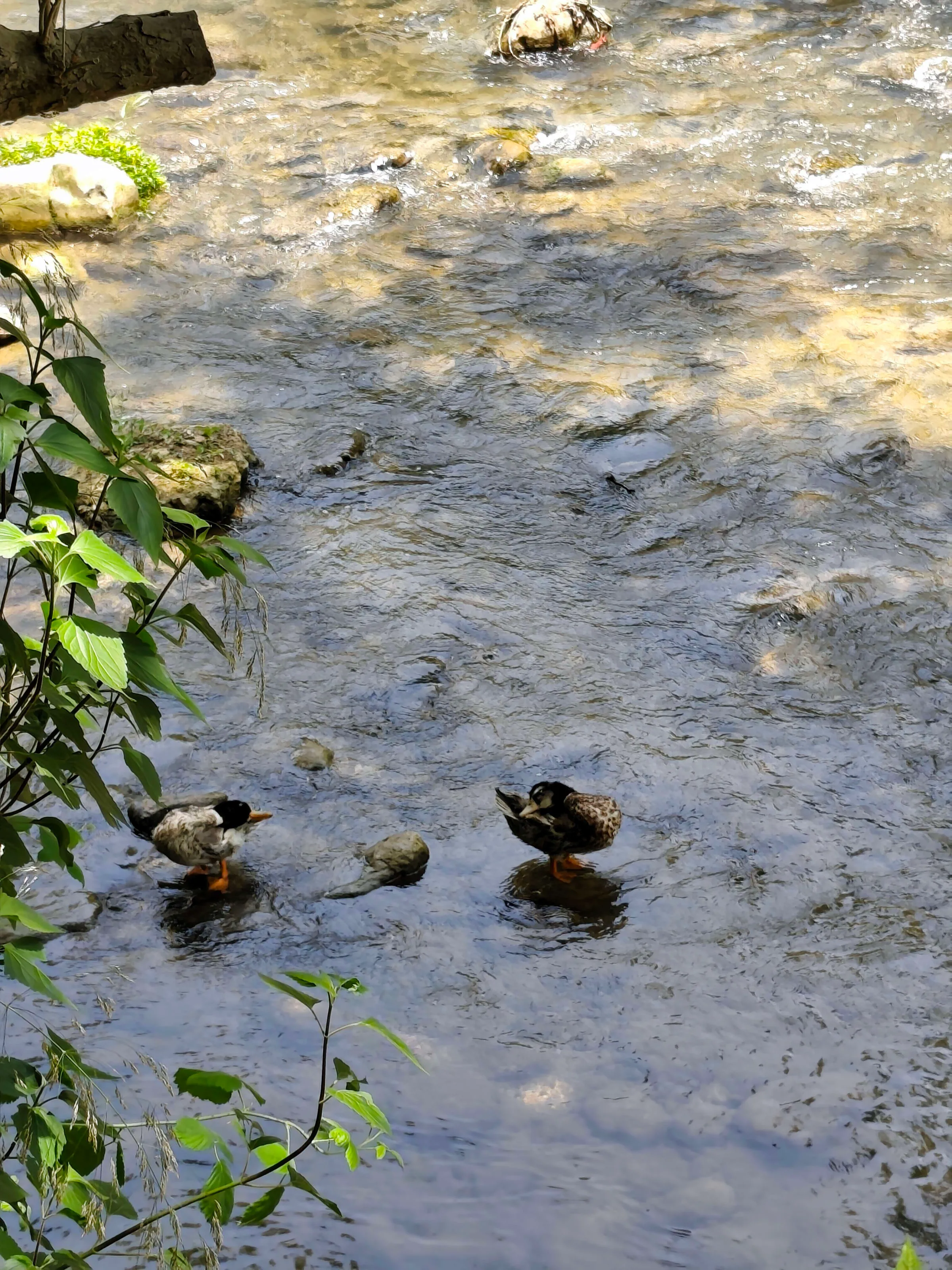 IMG_20250711_130943_rt6vxp