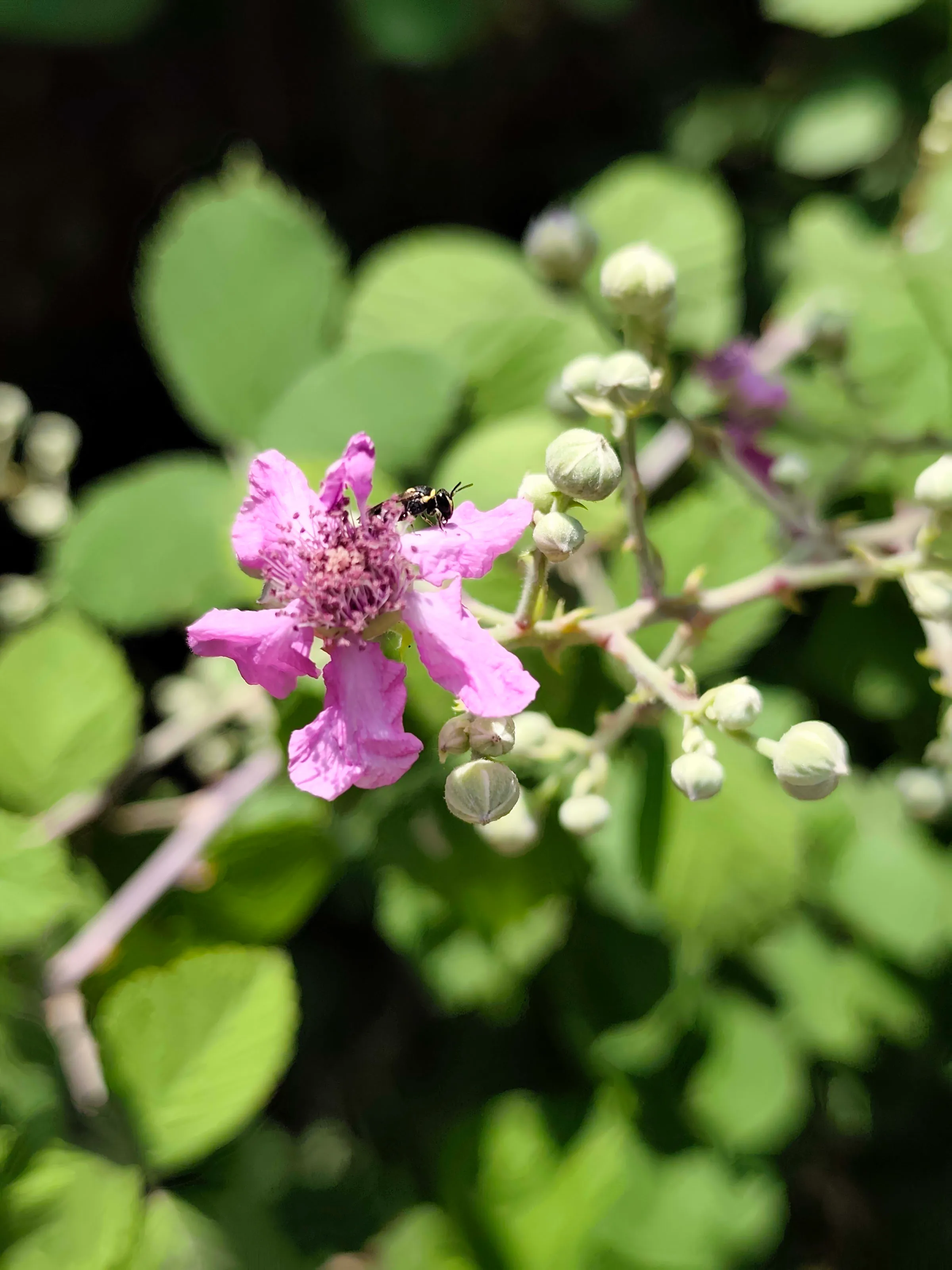 IMG_20250711_131446_vjgeah