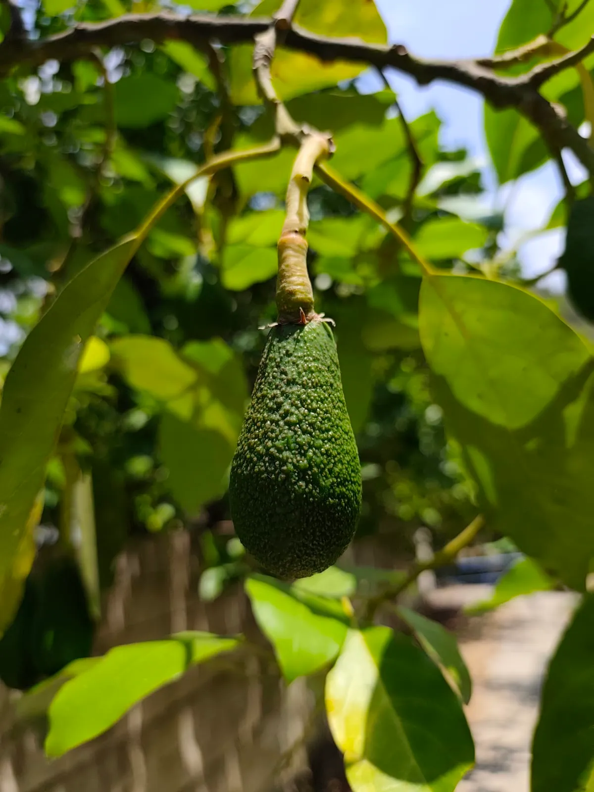 IMG_20250711_131748_gmcutf