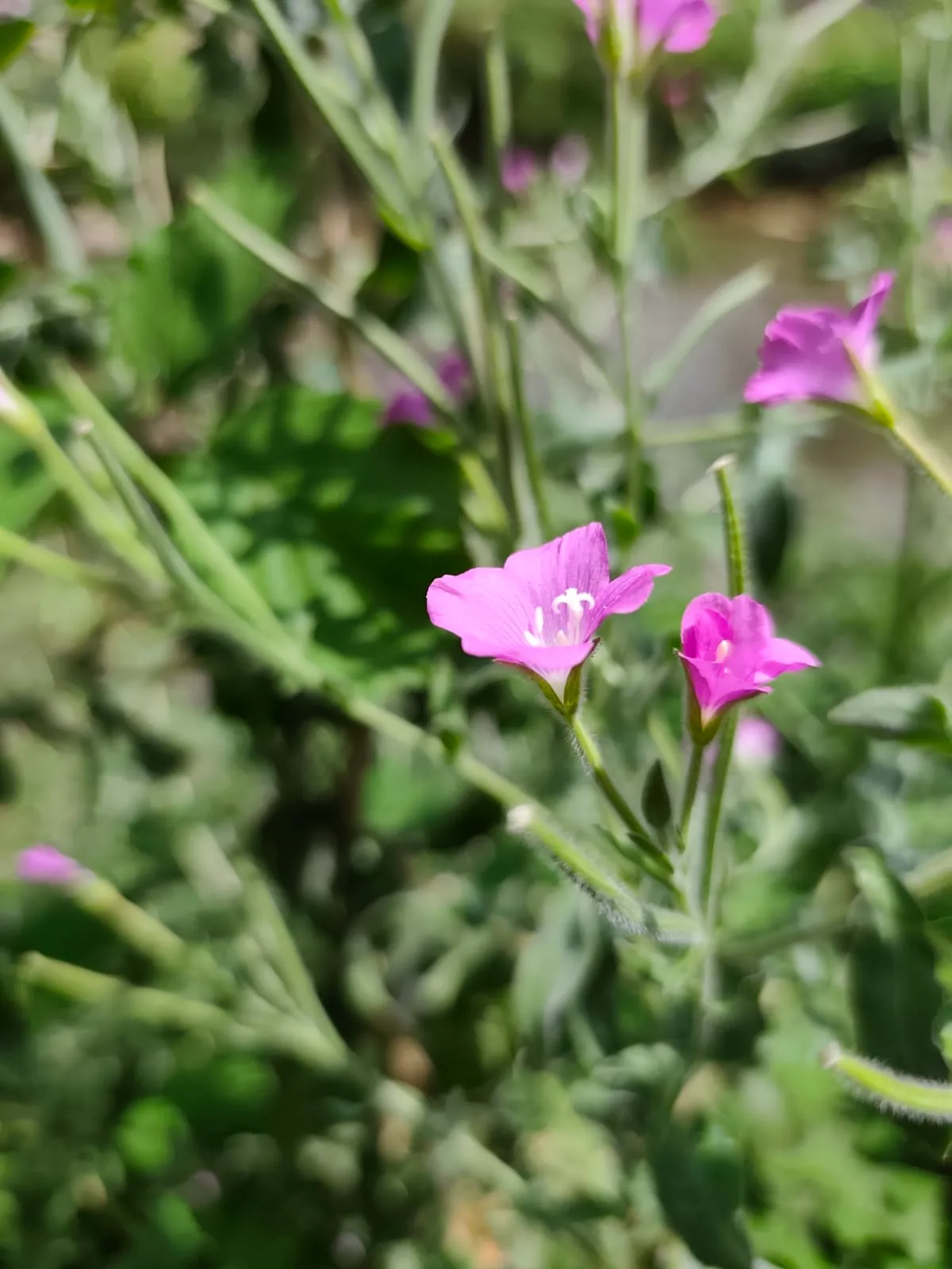 IMG_20250715_142602_n4zh7q