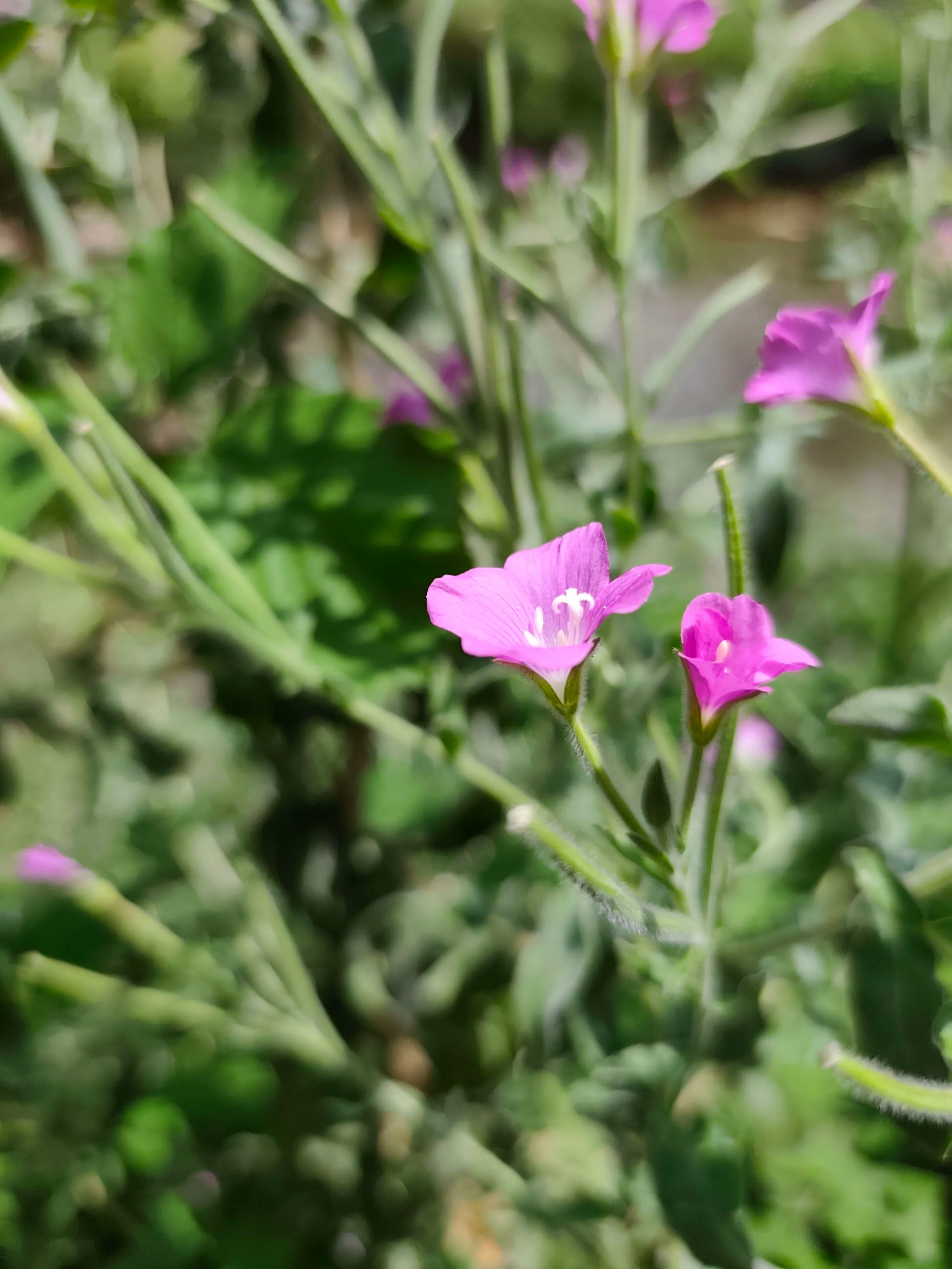 IMG_20250715_142602_n4zh7q