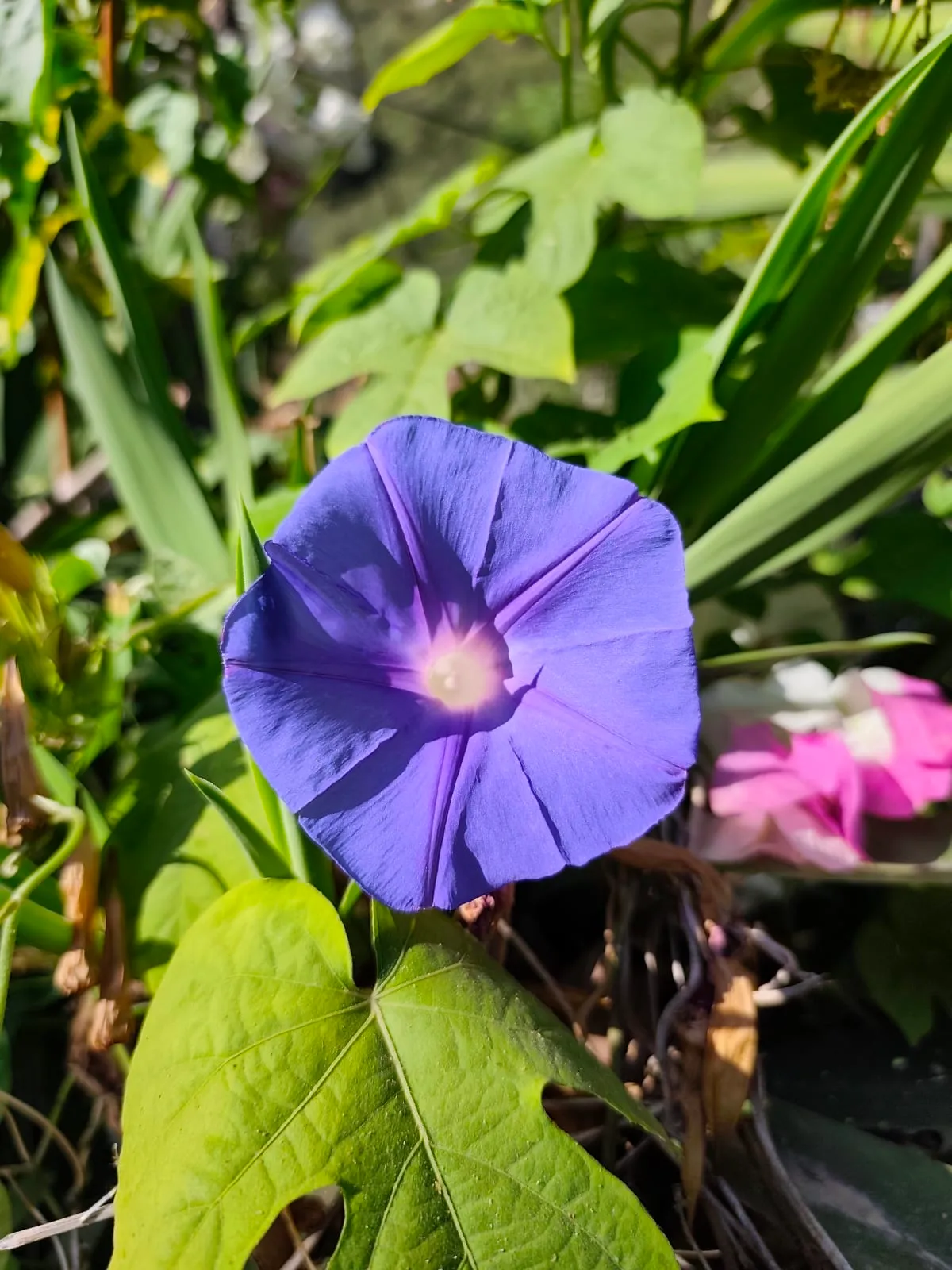 IMG_20250718_081849_xplvlp