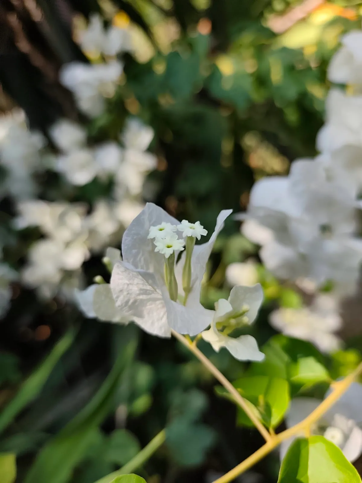 IMG_20250718_081858_uoir83